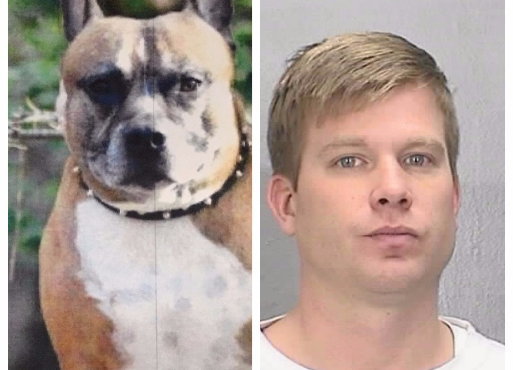 DangerousDogOwner_614491