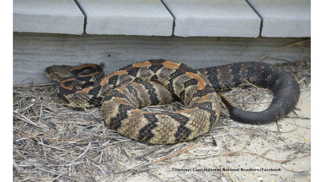 rattle snake park service outer banks