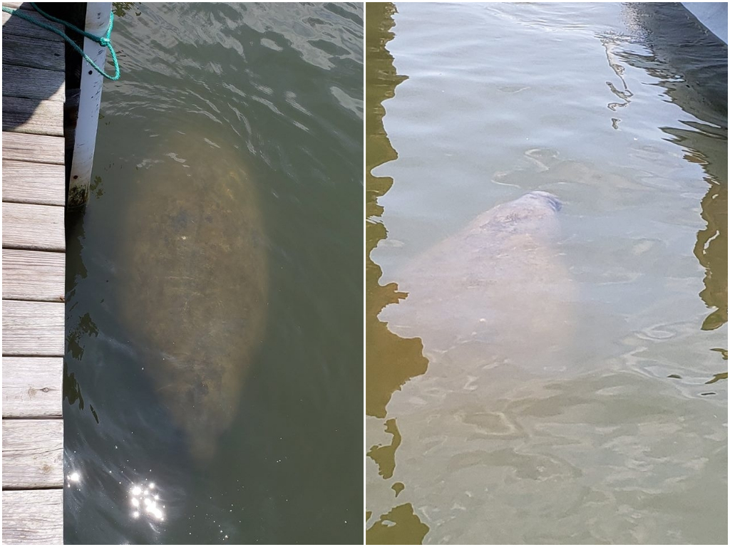 ManateeOregon_1529509844896.jpg