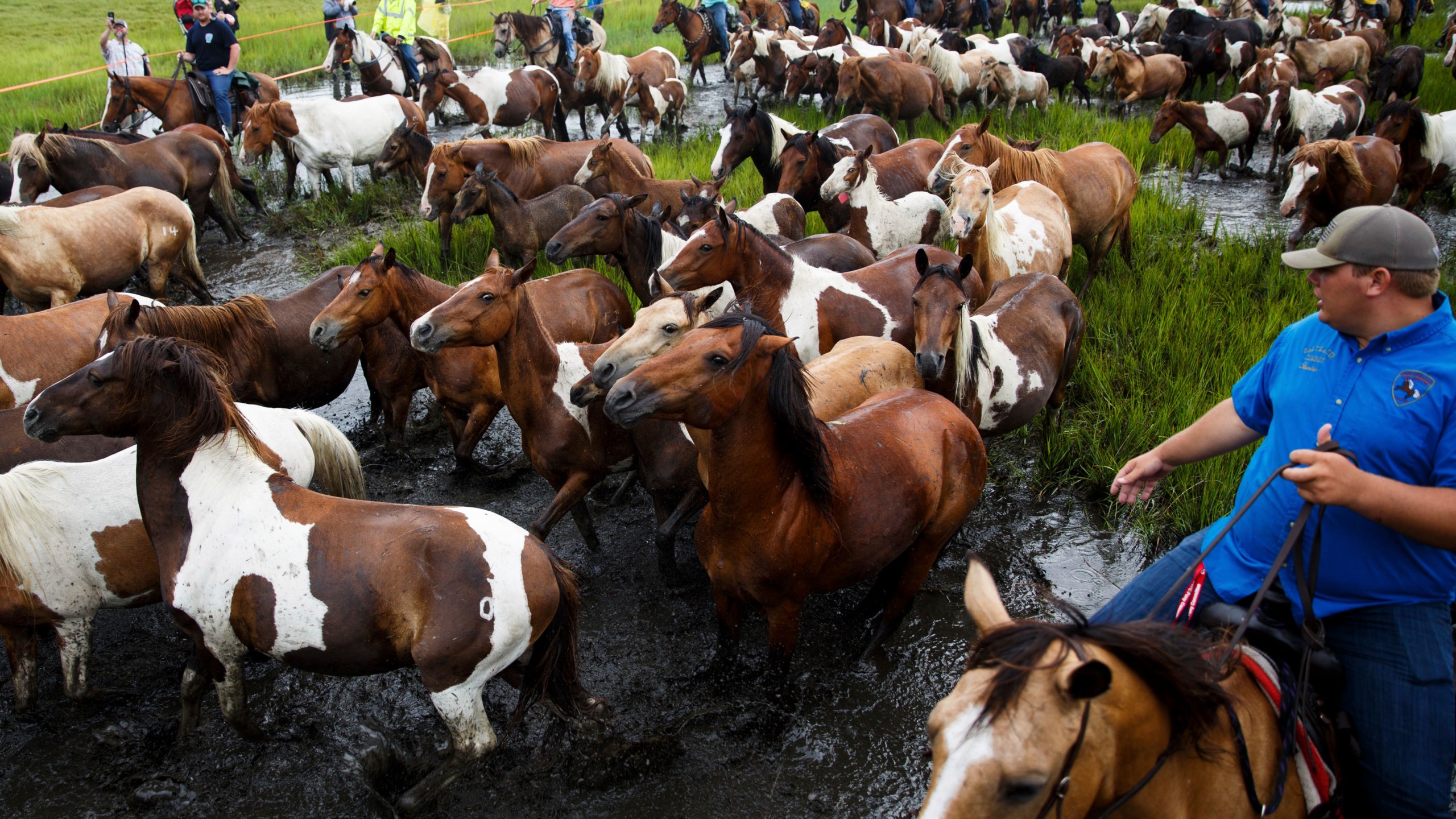 Chincoteague_Pony_Swim_43577-159532.jpg65262427