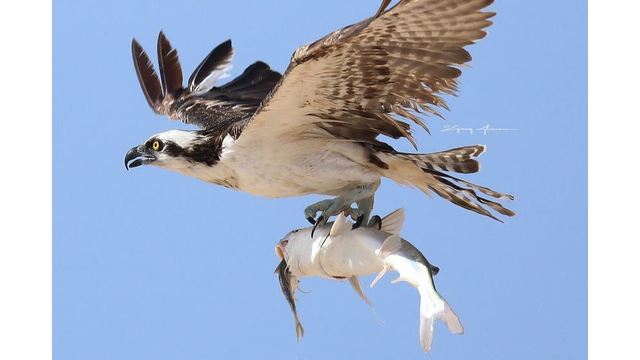 greg jowers osprey 3 tight_1533995612603.JPG_51419892_ver1.0_640_360 (1)_1534133746133.jpg.jpg