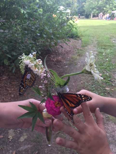 Norfolk Botanical Garden Monarch Tagging Jane Alvarez-Wertz_1537764894299.jpg.jpg