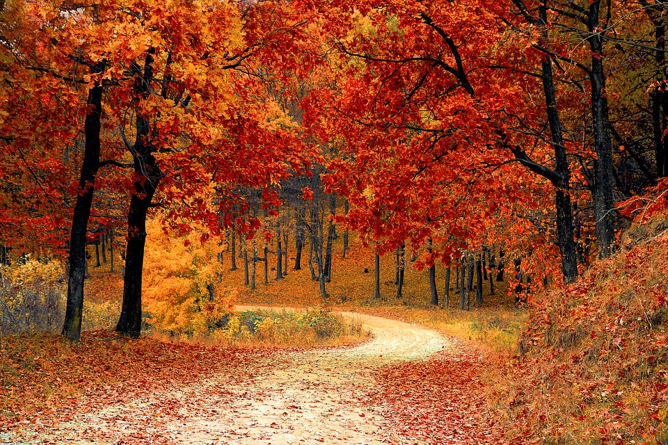 fall-1072821_960_720_1536333392900-873702560.jpg