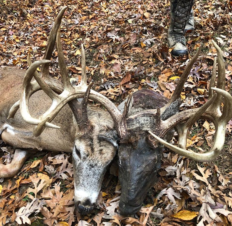 Kentucky deer photo 2_1542401561009.jpg-873774424.jpg