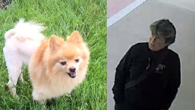 stolen service dog_1541179158008.png_61000584_ver1.0_640_360_1541179818122.jpg.jpg