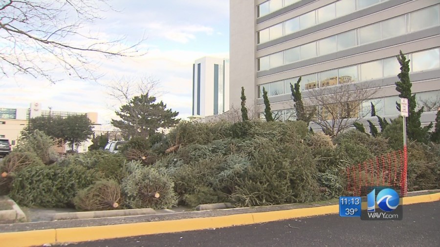 Old_Christmas_trees_being_used_to_fight__0_20190110052514