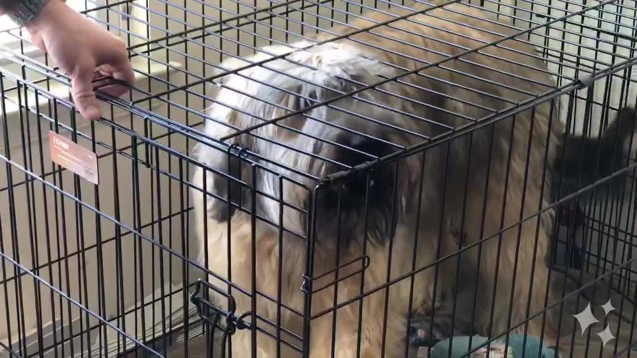 VB_family_says_it_paid_for_service_dog_t_2_20190116184552