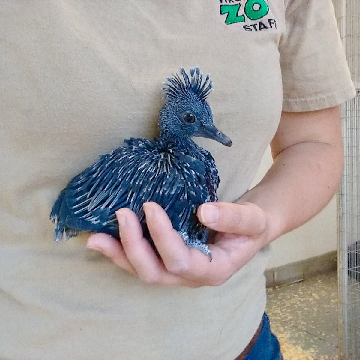 The Virginia Zoo's new Victoria crowned pigeon_1555365183864.jpg.jpg
