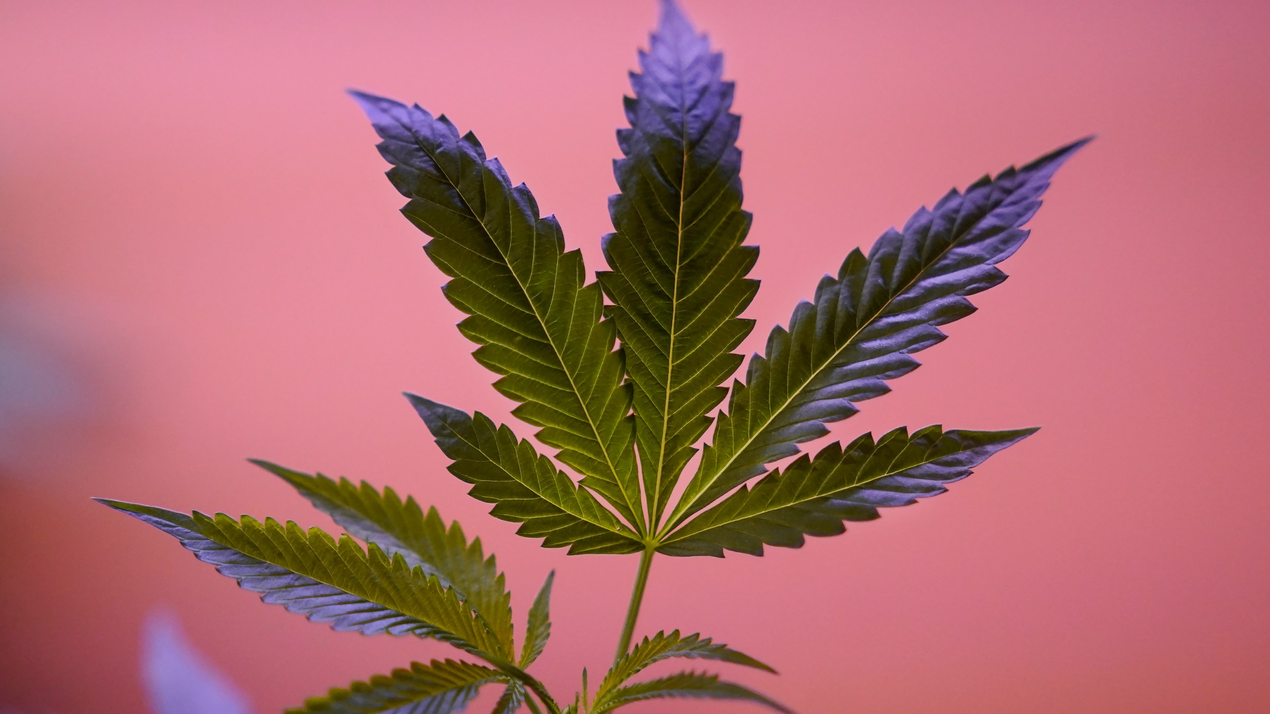 Marijuana plants are shown at a California Street Cannabis Company location in San Francisco on March 20, 2023. Along the West Coast, which has dominated U.S. marijuana production from long before legalization, producers are struggling with what many call the failed economics of legal pot...a challenge inherent in regulating a product that remains illegal under federal law. (AP Photo/Jeff Chiu)