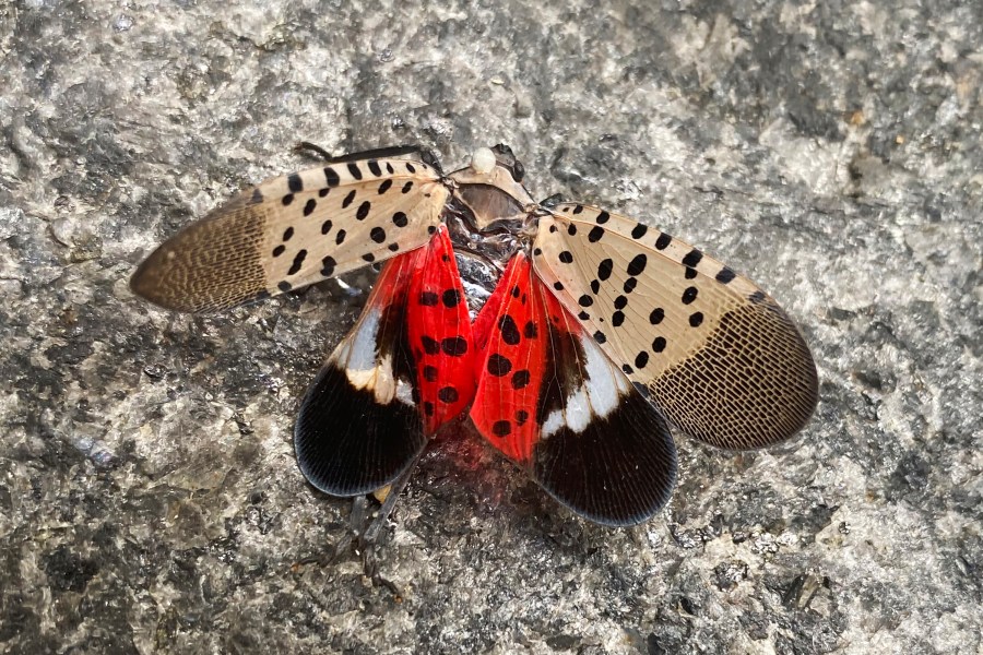 FILE - A smashed spotted lanternfly sits on the ground in New York, Wednesday, Aug. 24, 2022. The Illinois Department of Agriculture said a sighting of one of the winged adult insects was reported on Sept. 16, 2023, at an undisclosed location in the state. Department staffers visited that area and found a “moderately populated area of spotted lanternfly,” the state agency said. (AP Photo, File)