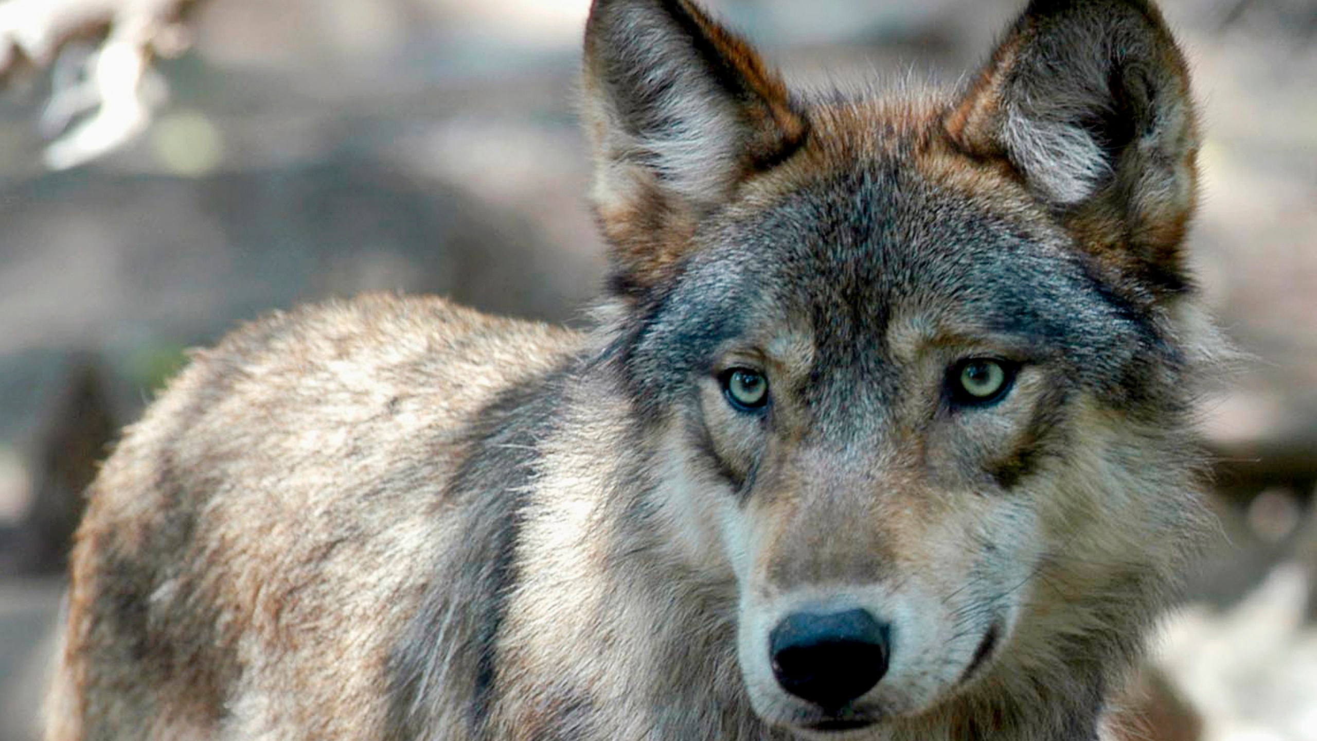 FILE - A gray wolf is seen, July 16, 2004, at the Wildlife Science Center in Forest Lake, Minn. The U.S. House moved Tuesday, April 30, 2024, toward ending federal protections for gray wolves, approving a bill that would remove wolves across the lower 48 states from the endangered species list. (AP Photo/Dawn Villella, File)