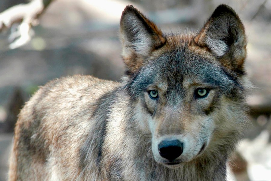 FILE - A gray wolf is seen, July 16, 2004, at the Wildlife Science Center in Forest Lake, Minn. The U.S. House moved Tuesday, April 30, 2024, toward ending federal protections for gray wolves, approving a bill that would remove wolves across the lower 48 states from the endangered species list. (AP Photo/Dawn Villella, File)