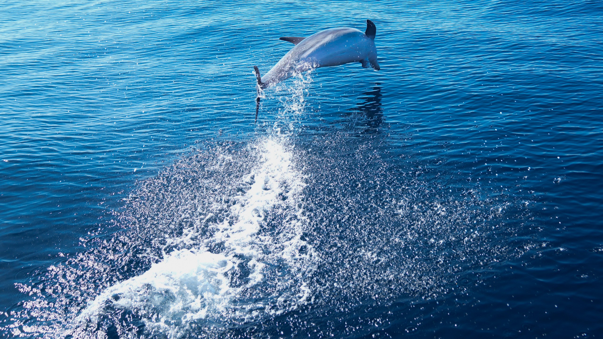A bottlenose dolphin swims off the coast of Niteroi during a whale-watching tour in Niteroi, Rio de Janeiro state, Brazil, Thursday, June 20, 2024. The whale-watching season has begun for tourists taking part in expeditions to get close to the humpback whales coming from Antarctica in search of warm waters to breed and have their babies. (AP Photo/Silvia Izquierdo)