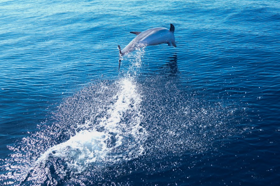A bottlenose dolphin swims off the coast of Niteroi during a whale-watching tour in Niteroi, Rio de Janeiro state, Brazil, Thursday, June 20, 2024. The whale-watching season has begun for tourists taking part in expeditions to get close to the humpback whales coming from Antarctica in search of warm waters to breed and have their babies. (AP Photo/Silvia Izquierdo)