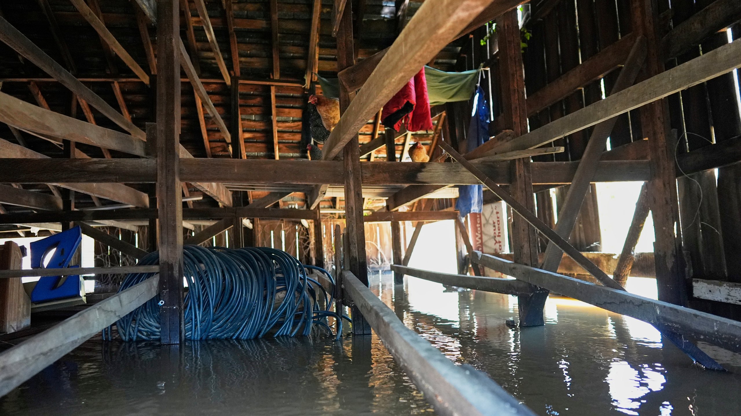 Chickens walk along the rafters of a barn flooded by the Kentucky River in Lockport, Ky., Tuesday, April 8, 2025. (AP Photo/Carolyn Kaster)