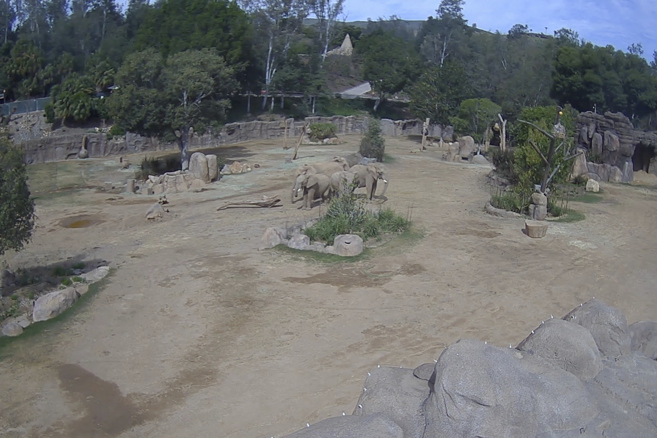 This image taken from video released by the San Diego Zoo Wildlife Alliance shows a herd of elephants forming a circle to shield the two calves, Zuli and Mkhaya, during an earthquake Monday, April 14, 2025, at the San Diego Zoo Safari Park in Escondido, Calif. (San Diego Zoo Wildlife Alliance via AP)
