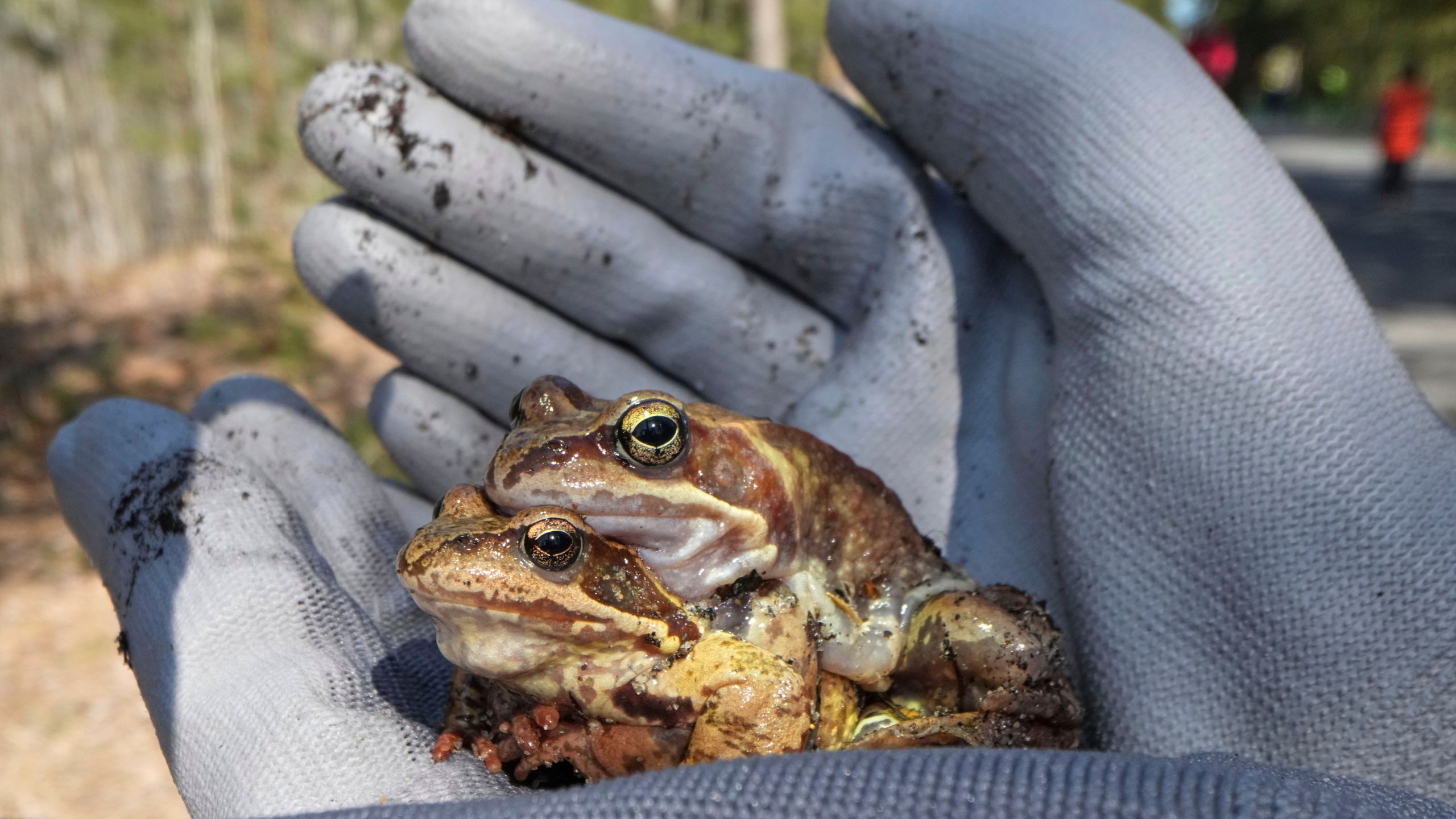 A volunteer carries frogs across a road in the Sestroretsk Bog natural reserve outside St. Petersburg, Russia, on Wednesday, April 16, 2025. (AP Photo/Dmitri Lovetsky)