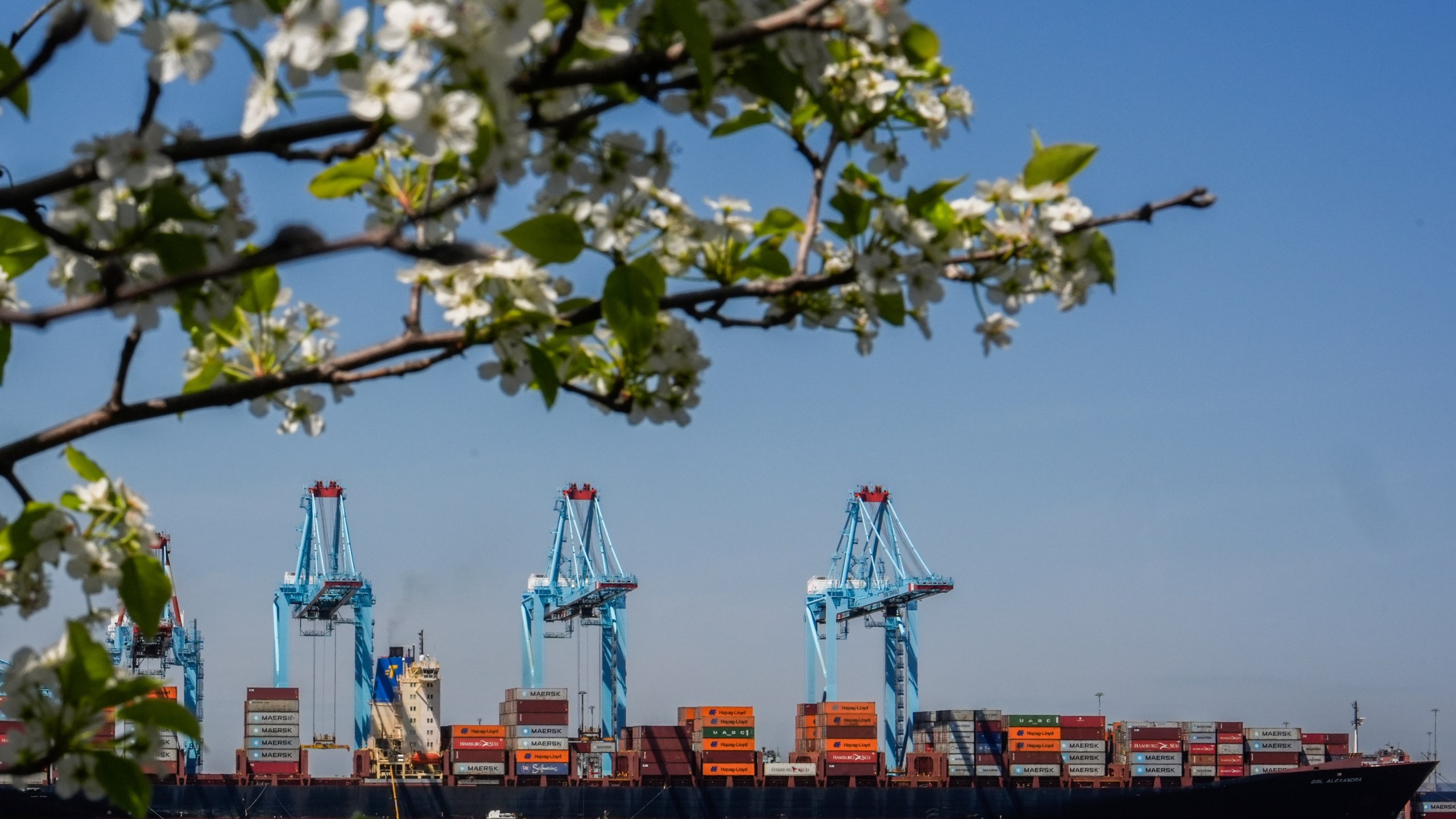 Shipping containers sit on the container ship Alexandra at the Port Newark Container Terminal, Friday, April 18, 2025, in Newark, N.J. (AP Photo/Julia Demaree Nikhinson)
