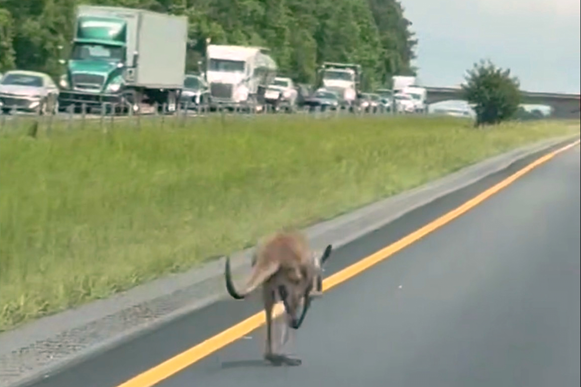 In this image taken from video, a runaway kangaroo moves down a stretch of interstate in Tuskegee, Ala., Tuesday, April 29, 2025. (Austin Andrew Price via AP)