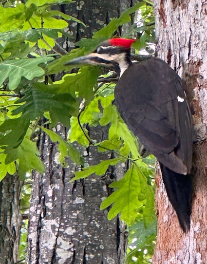 In this photograph provided by Janelle Favaloro, a woodpecker rests on a tree outside a home during April 2025, in Rockport, Mass. (Janelle Favaloro photo via AP)