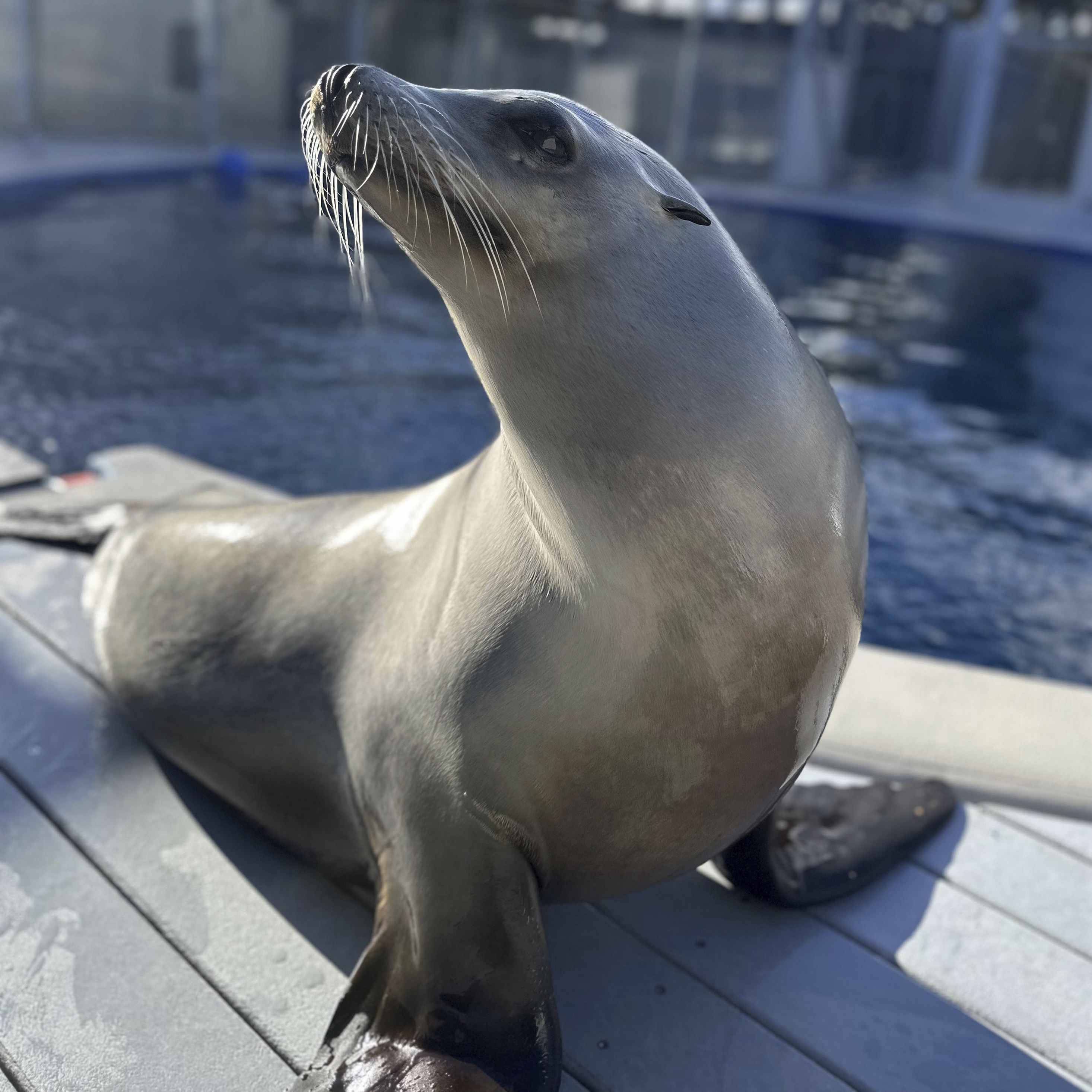 This undated photo provided by researchers in April 2025, shows California sea lion Ronan in Santa Cruz, Calif., under an NMFS 23554 permit. (Colleen Reichmuth/UC Santa Cruz via AP)
