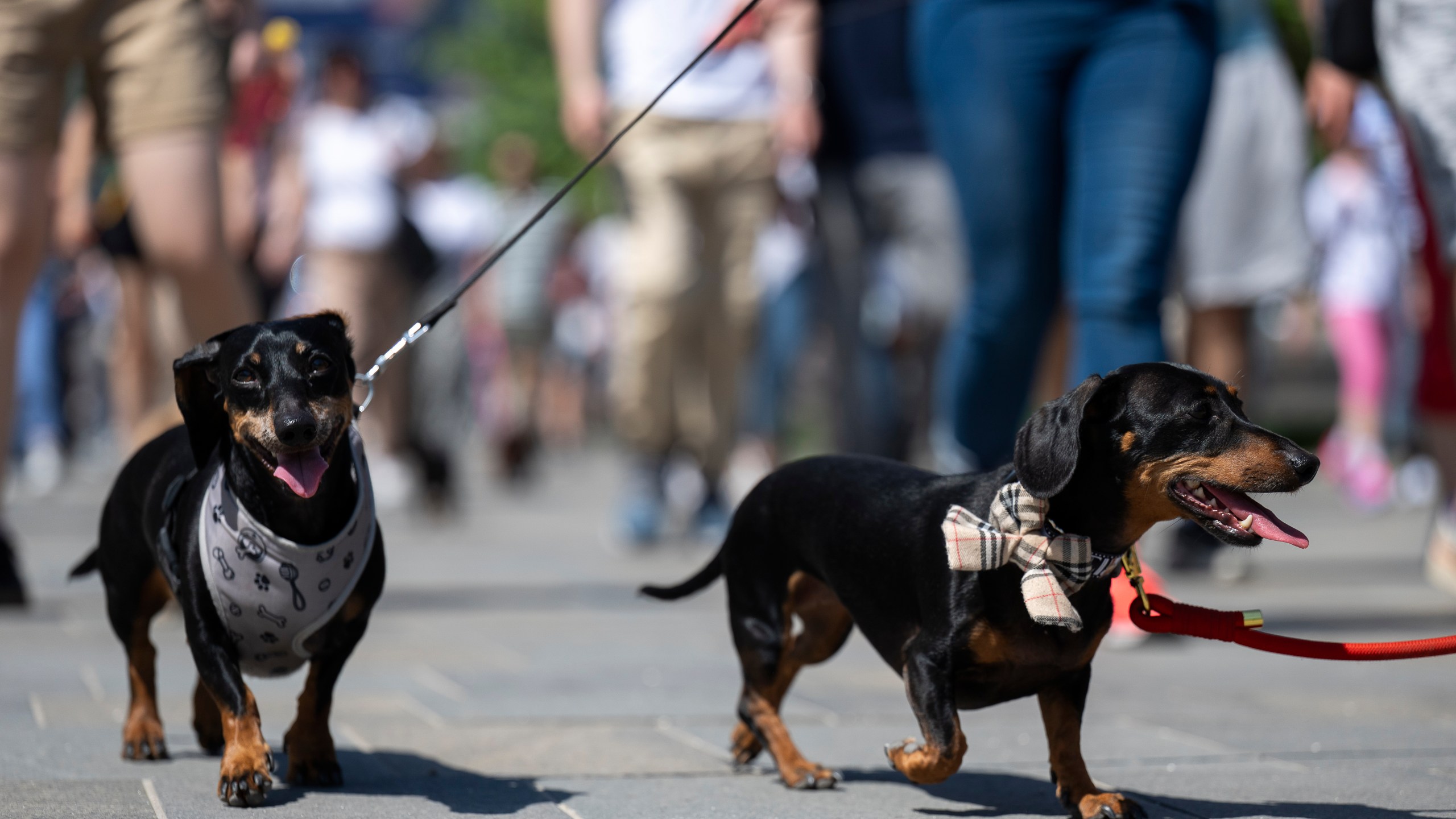 Dachshunds and their owners take part in an attempt to set Hungary’s record for the largest dog walk of a single breed, at Budapest City Park, Budapest, Thursday, May 1, 2025. (AP Photo/Denes Erdos)
