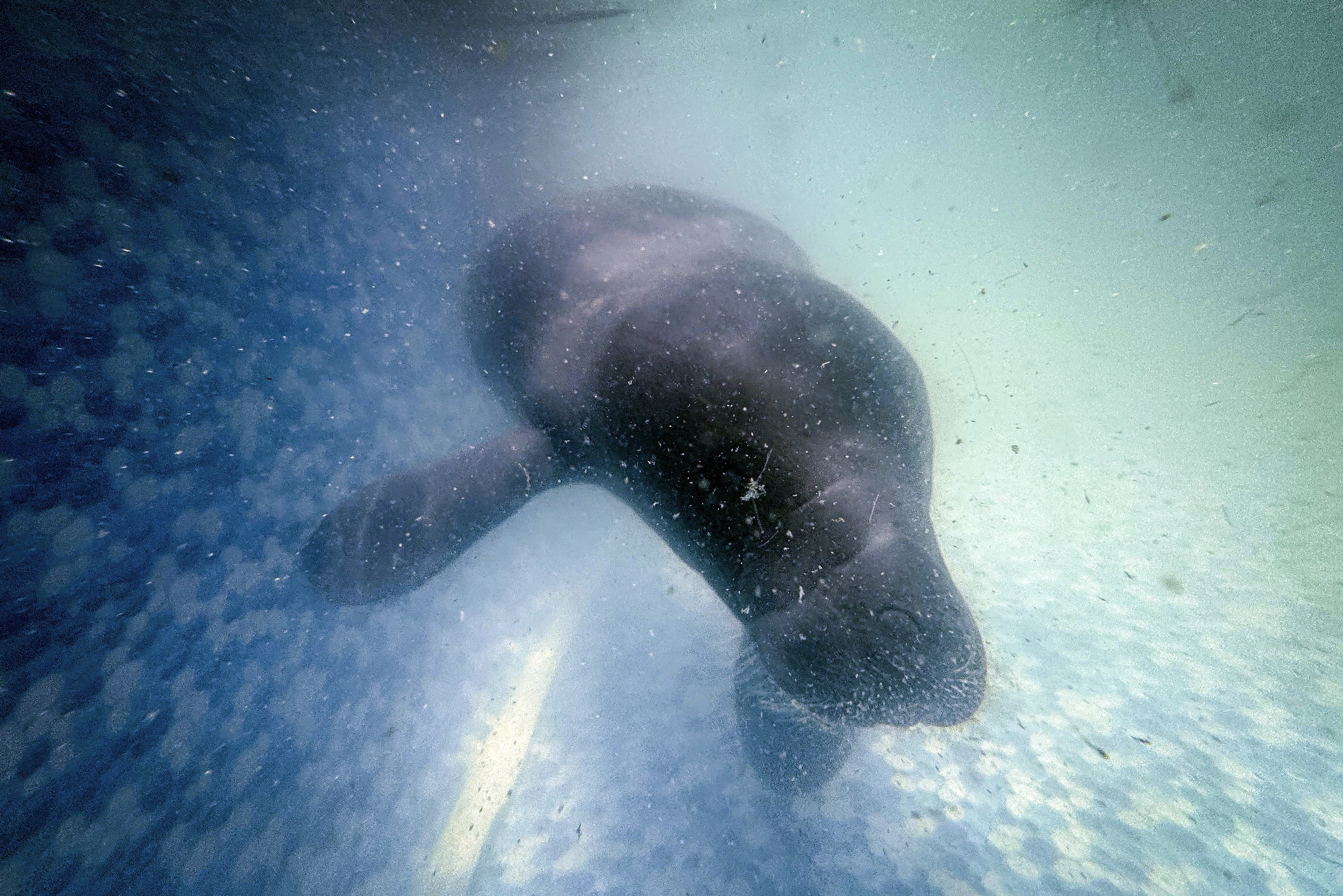 Maria, a rescued manatee, swims in a pool at the Bicho d'Agua project facilities in Castanhal, Brazil, Sunday, March 23, 2025. (AP Photo/Jorge Saenz)