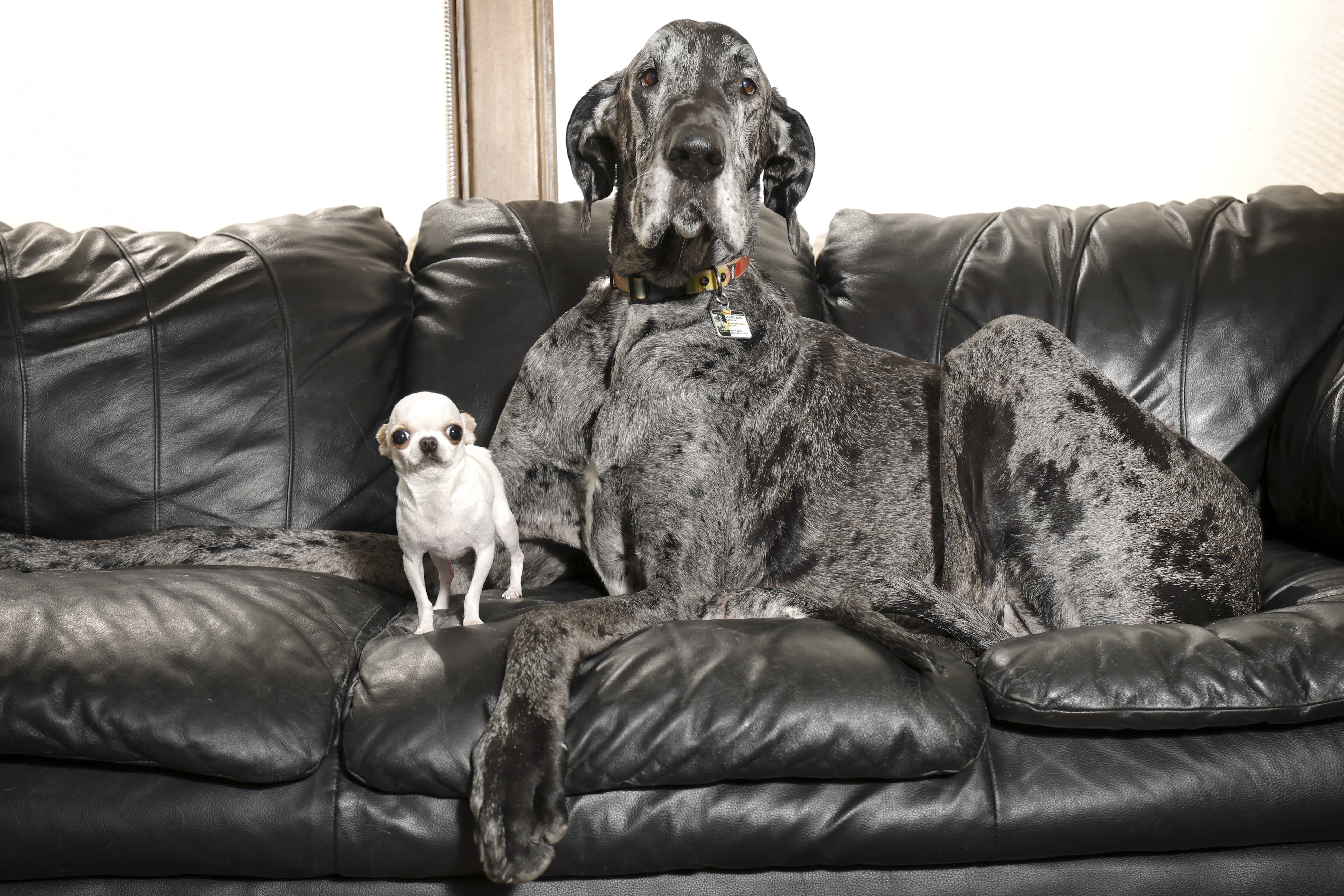 This April 5, 2025, photo shows Pearl, the world's shortest living dog, posing with Reginald, the world's tallest living dog, both certified by Guinness World Records, during a play date in Idaho Falls, Idaho. (Photo by Natalie Behring/Guinness World Records via AP)
