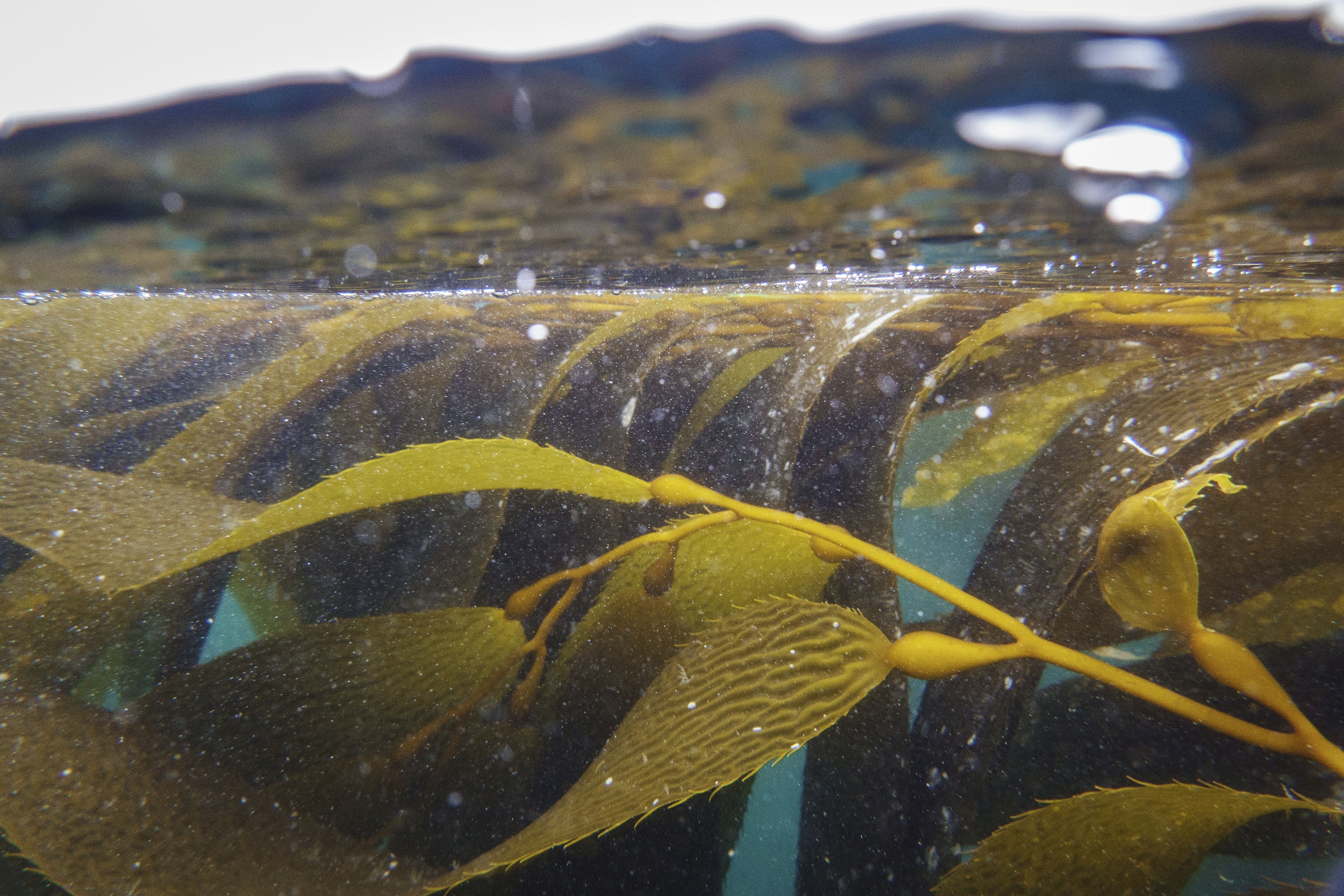 Kelp is visible underwater Thursday, May 1, 2025, in Channel Islands, Calif. (AP Photo/Annika Hammerschlag)