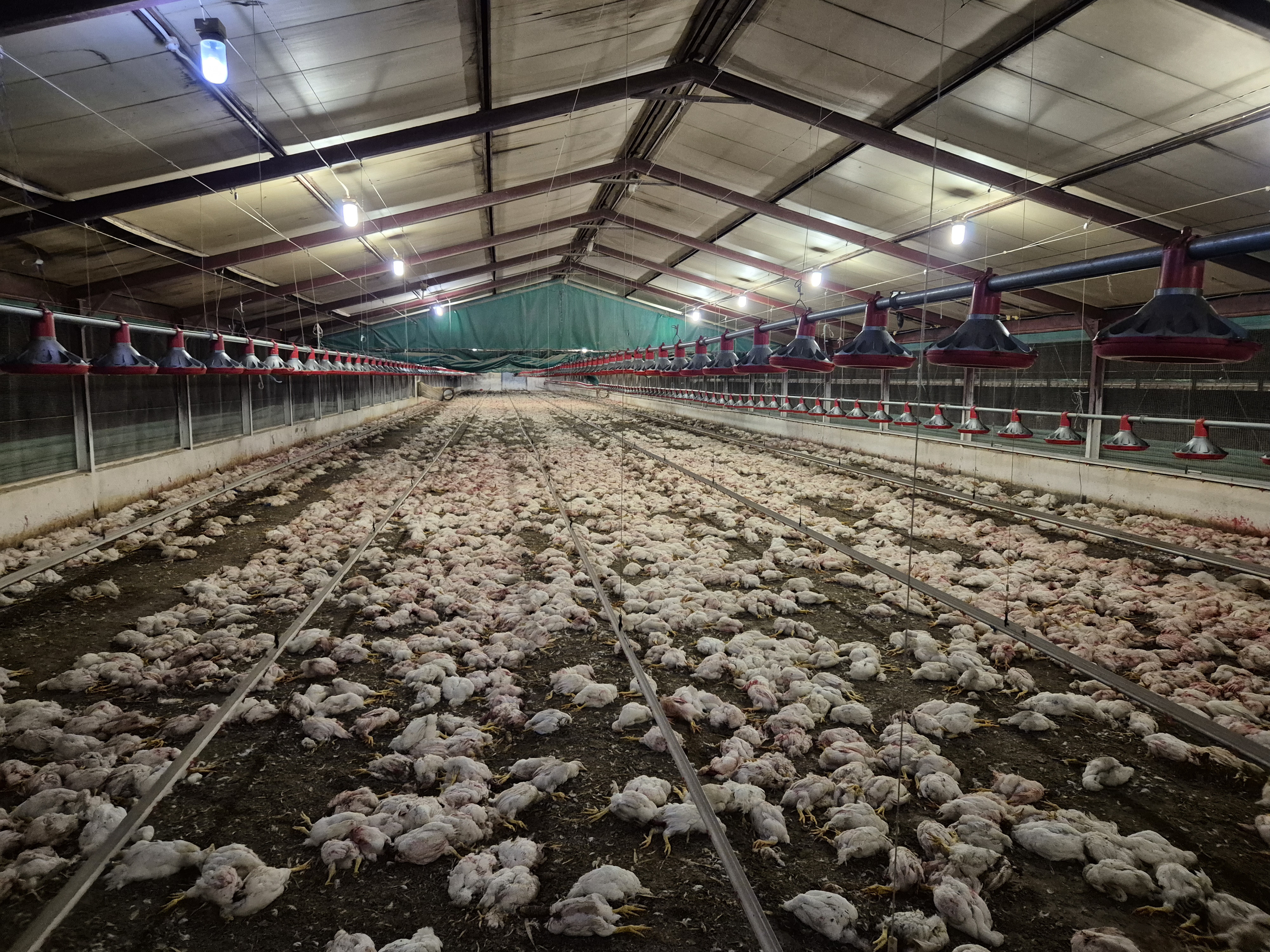 This undated photo provided by South Africa's National Council of Societies for the Prevention of Cruelty to Animals (NSPCA) shows dead chickens at a poultry farming site in Delmas, South Africa. (NSPCA South Africa via AP)