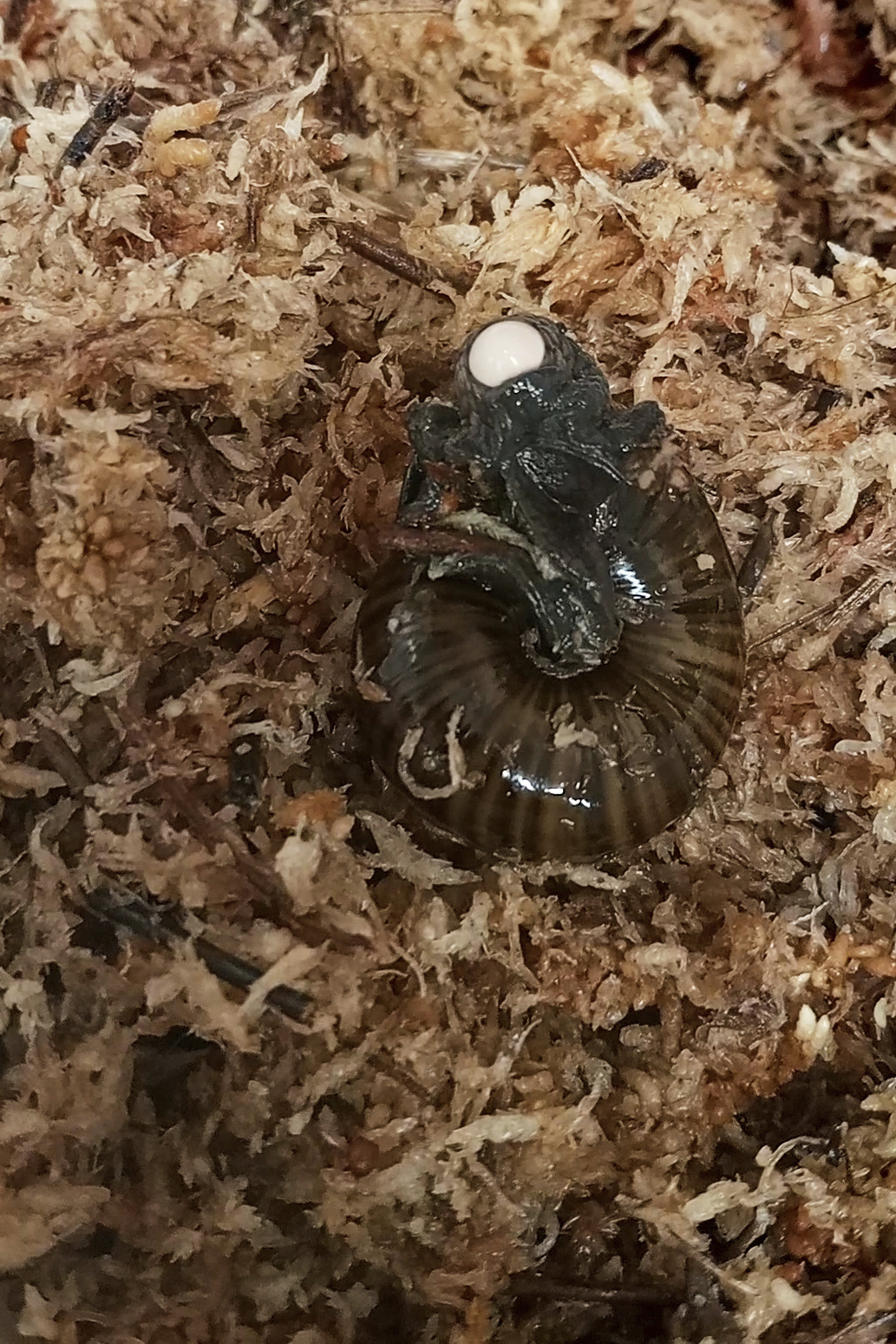 In this image made from video, a Powelliphanta augusta snail lays an egg from it's neck at the Hokitika Snail Housing facility, Wednesday, Sept. 18, 2024, in Hokitika, New Zealand. (Lisa Flanagan/New Zealand Department of Conservation via AP)