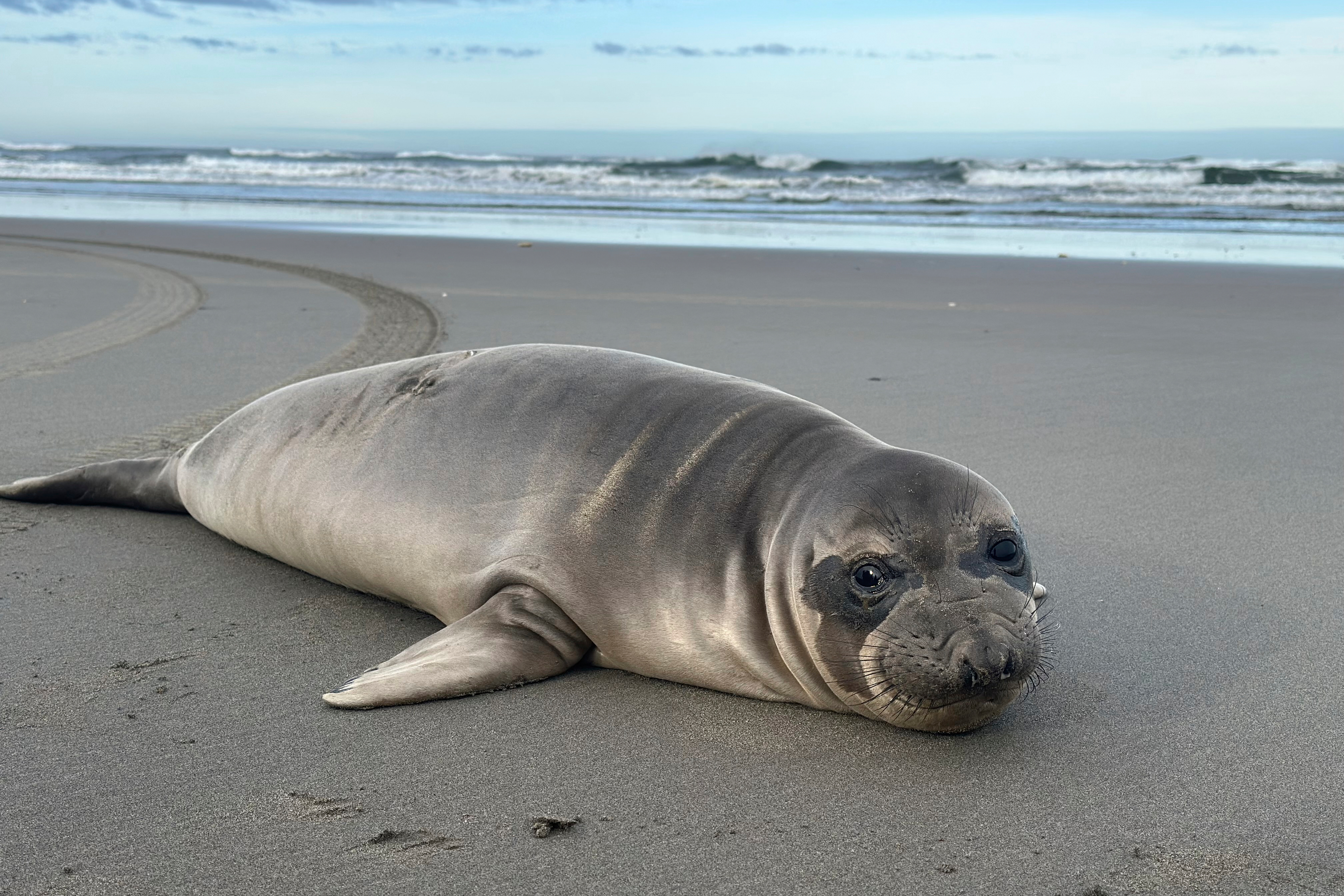 This April 2025 photo provided by Seaside Aquarium shows a baby seal who the National Oceanic and Atmospheric Administration said was stabbed on an Oregon beach in March. (Tiffany Boothe/Seaside Aquarium via AP)