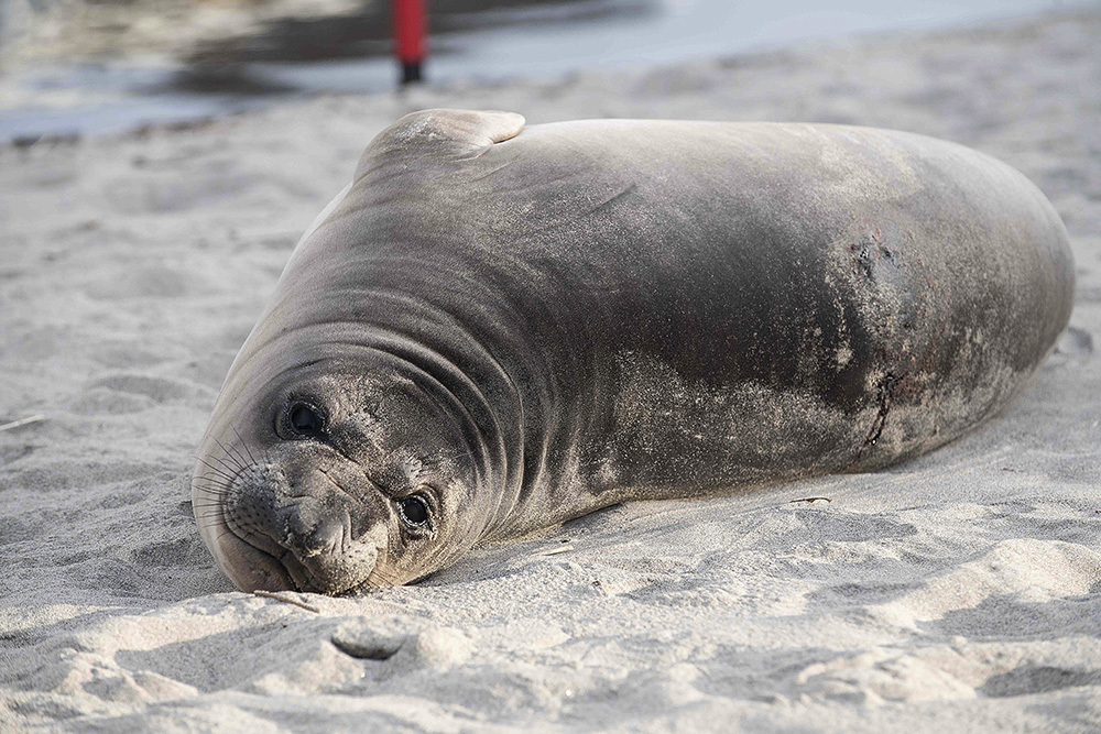 This photo provided by Gregory G Miller shows a stabbed seal pup on a beach in Neskowin, Ore., on March 27, 2025, a day after it was attacked. (Gregory G Miller via AP)