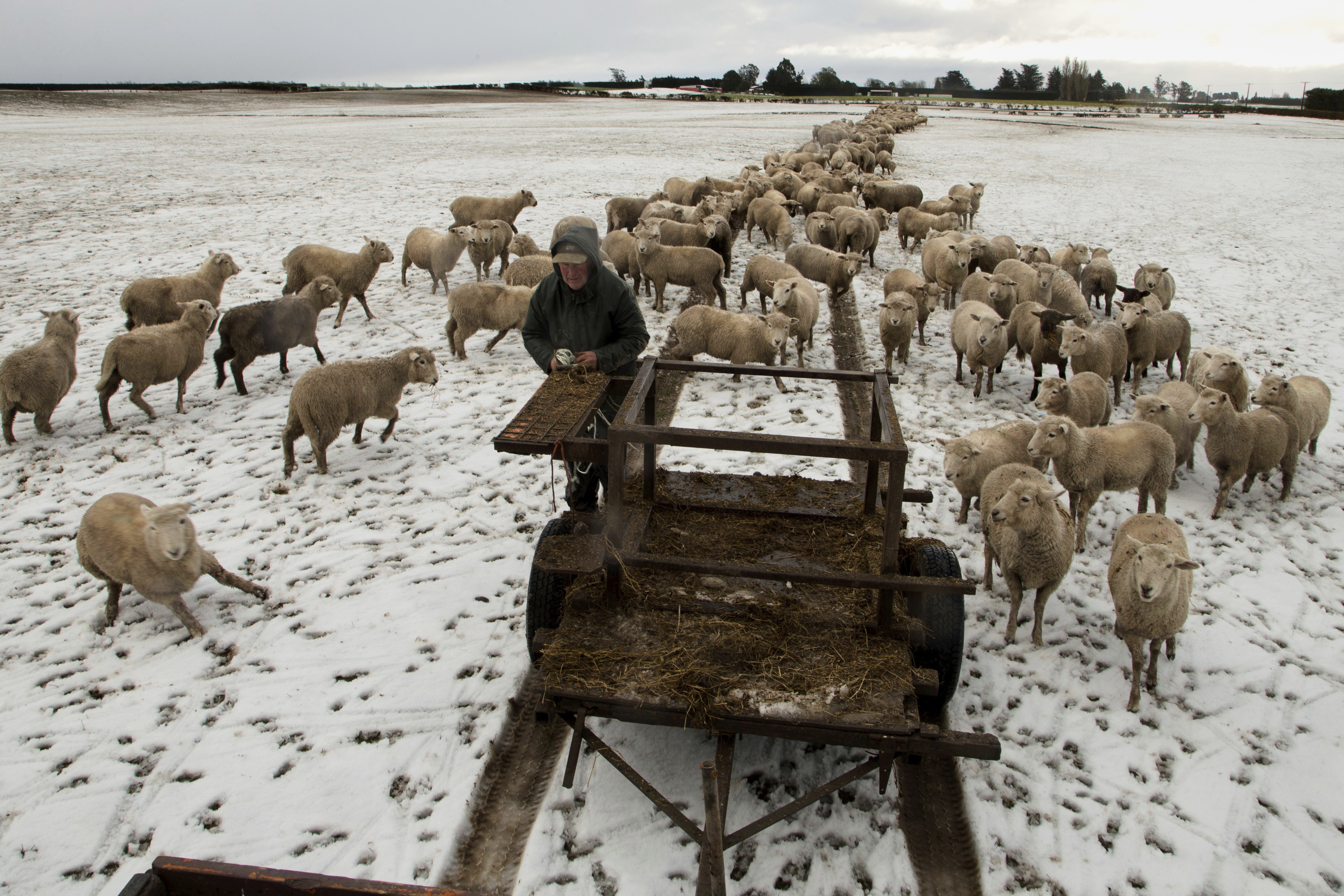 FILE - Farmer Ross Turner feeds his sheep hay in his snow covered paddocks on the outskirts of Christchurch, New Zealand, July 12, 2017. (AP Photo/Mark Baker, File)