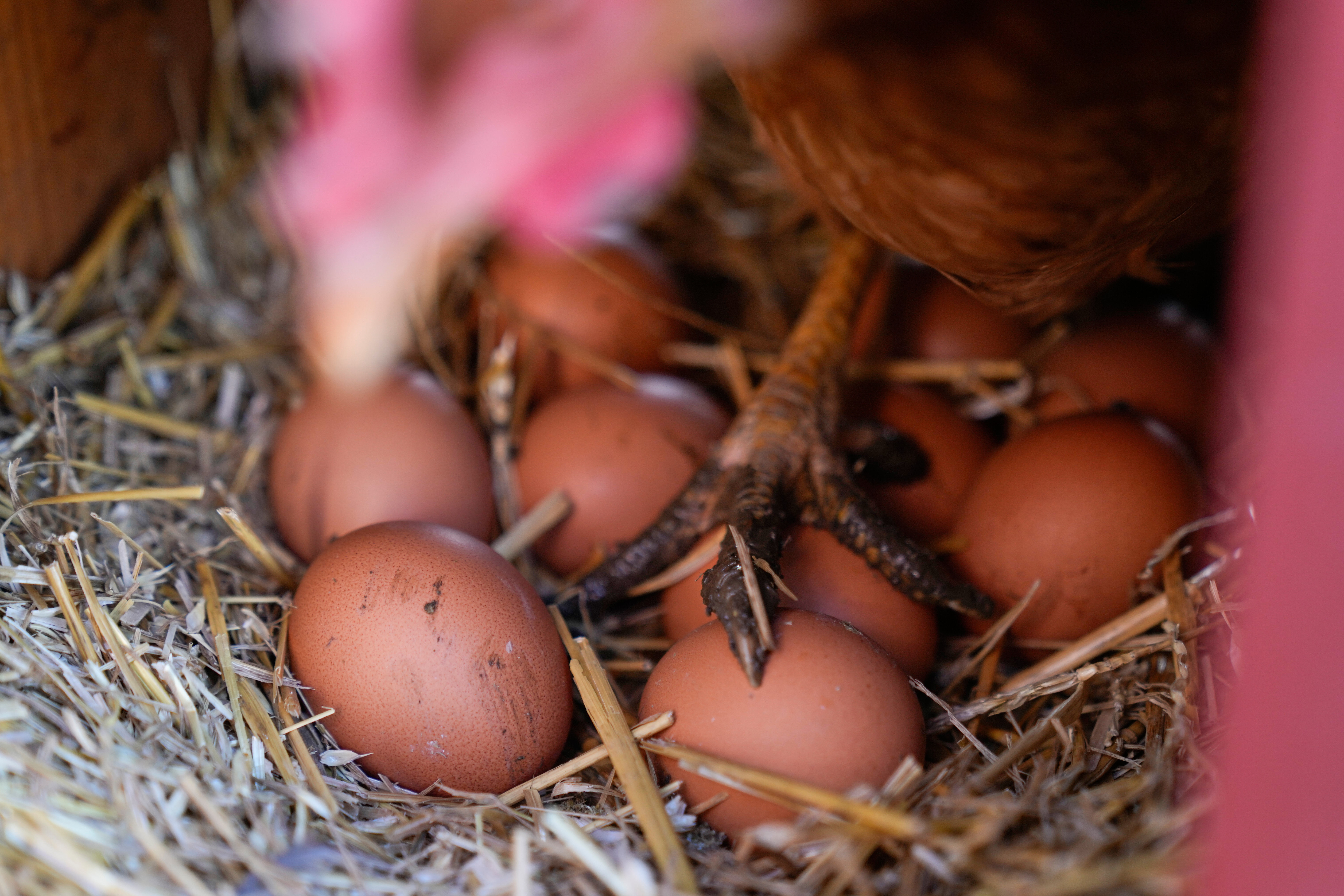 FILE - A hen stands on eggs inside her coop at at a farm in Glenview, Ill., on Friday, Feb. 7, 2025. (AP Photo/Erin Hooley, File)