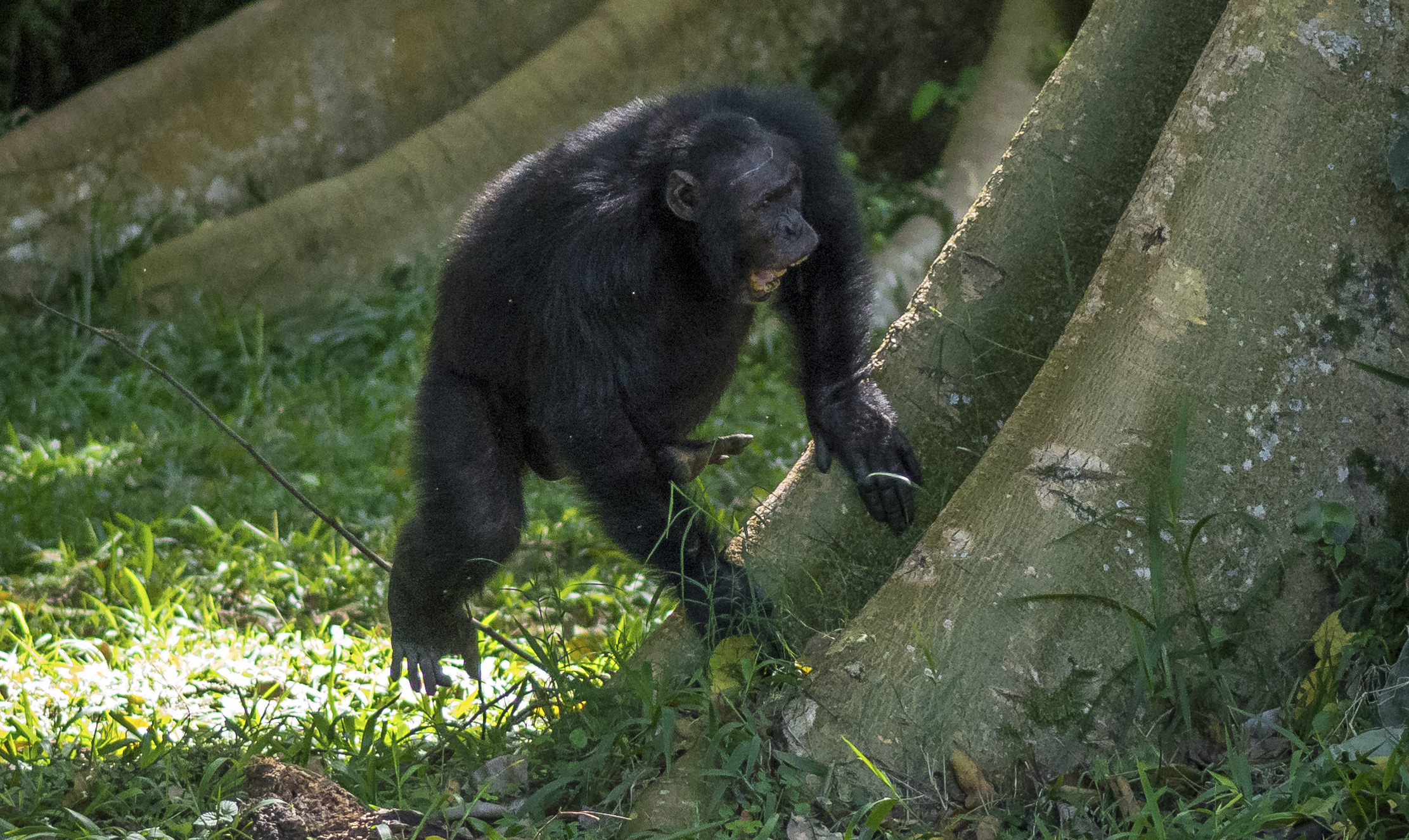 In this photo provided by researchers, a wild male chimpanzee drums on a buttress tree while producing a pant-hoot call as he joins his groupmates in the Budongo Forest of Uganda in May 2017. (Adrian Soldati via AP)