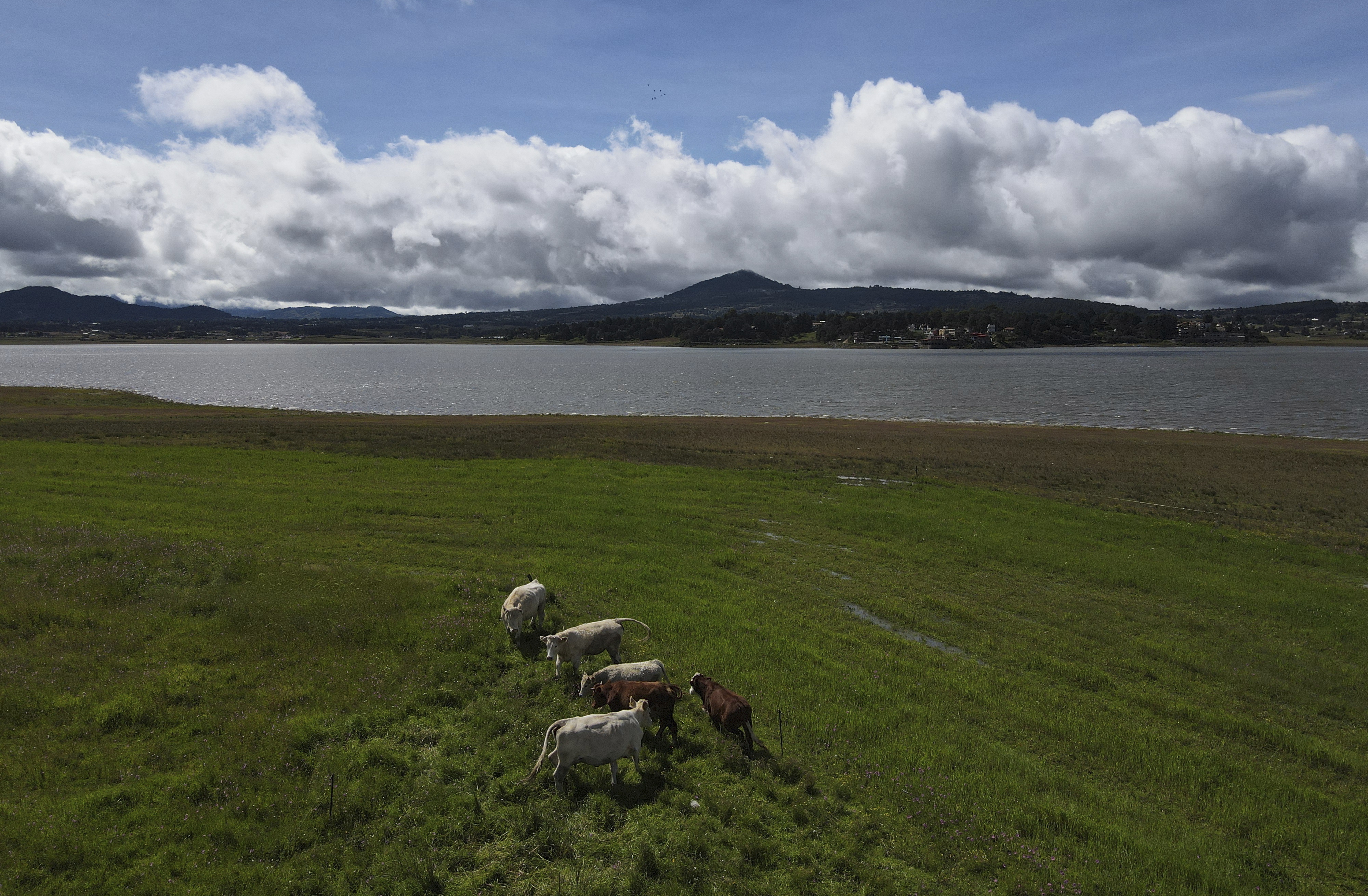FILE - Cattle graze next to the Victoria reservoir in the State of Mexico, Mexico, Oct. 10, 2023. (AP Photo/Marco Ugarte, File)