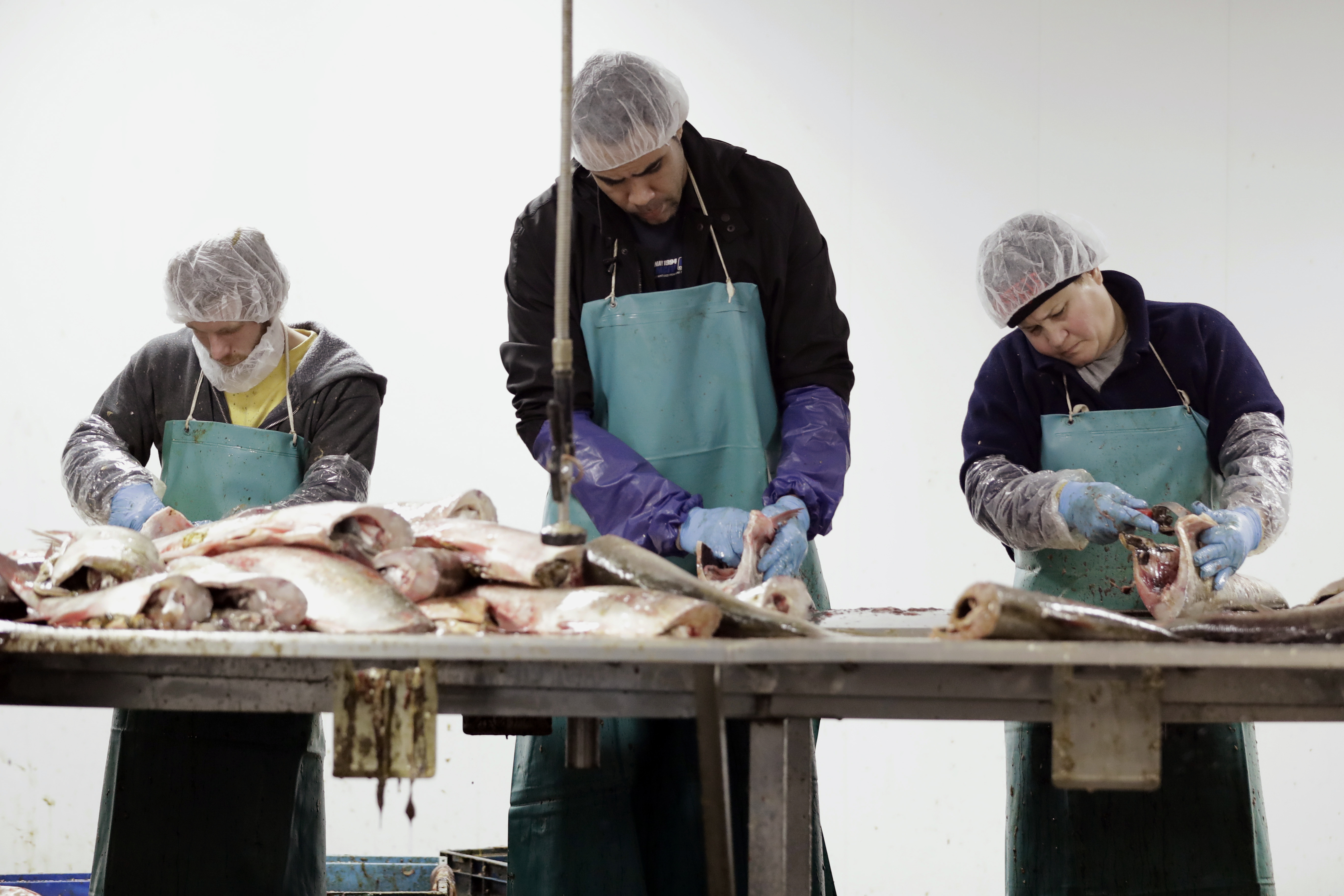 FILE - Asian carp are processed at Two Rivers Fisheries in Wickliffe, Ky, Feb. 11, 2020. (AP Photo/Mark Humphrey, file)
