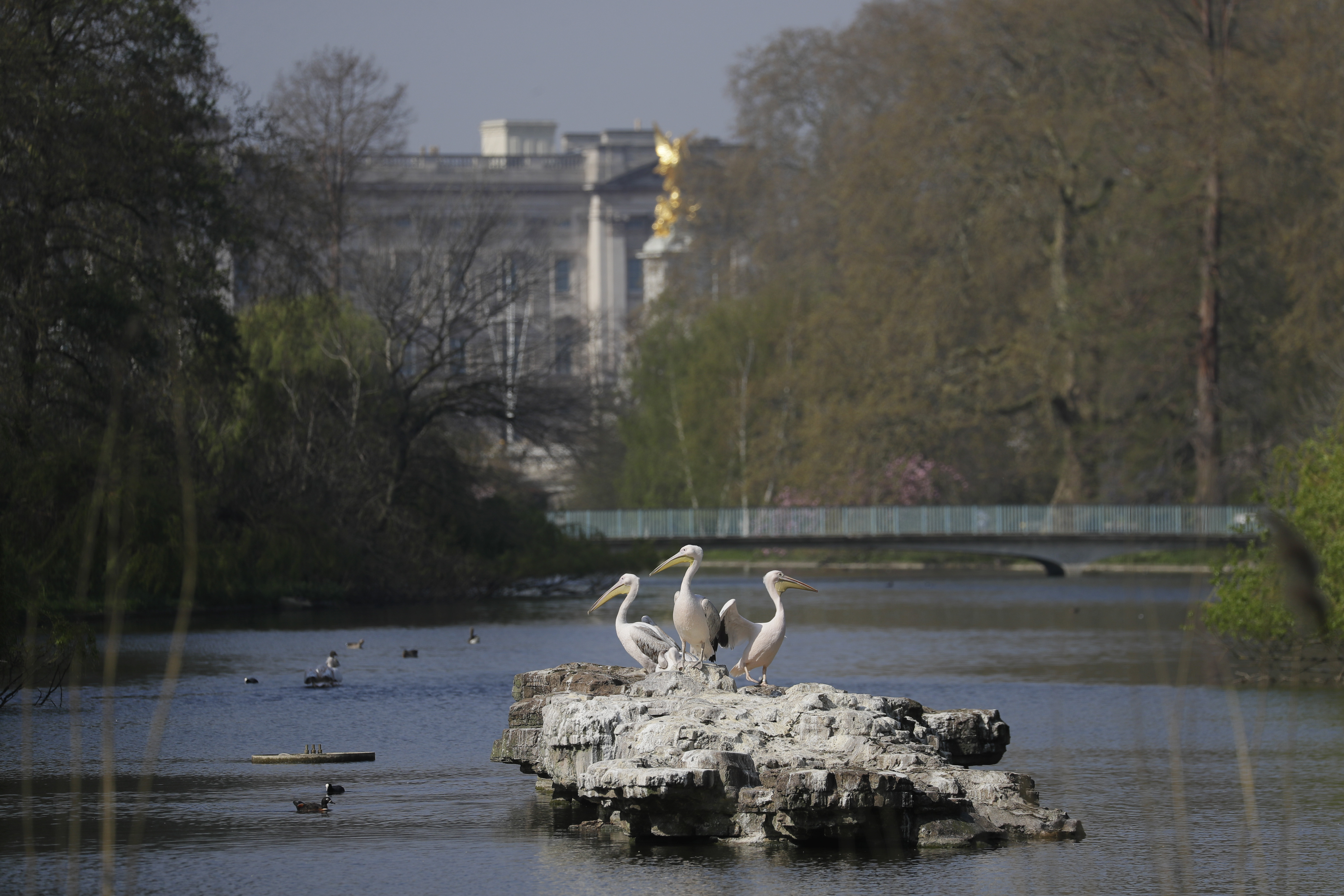 FILE - The resident pelicans stand on rocks in the St James's Park Lake with Buckingham Palace and a footbridge that tourists would usually be passing over in the background, amidst the coronavirus lockdown in central London, Thursday, April 9, 2020. (AP Photo/Kirsty Wigglesworth, File)