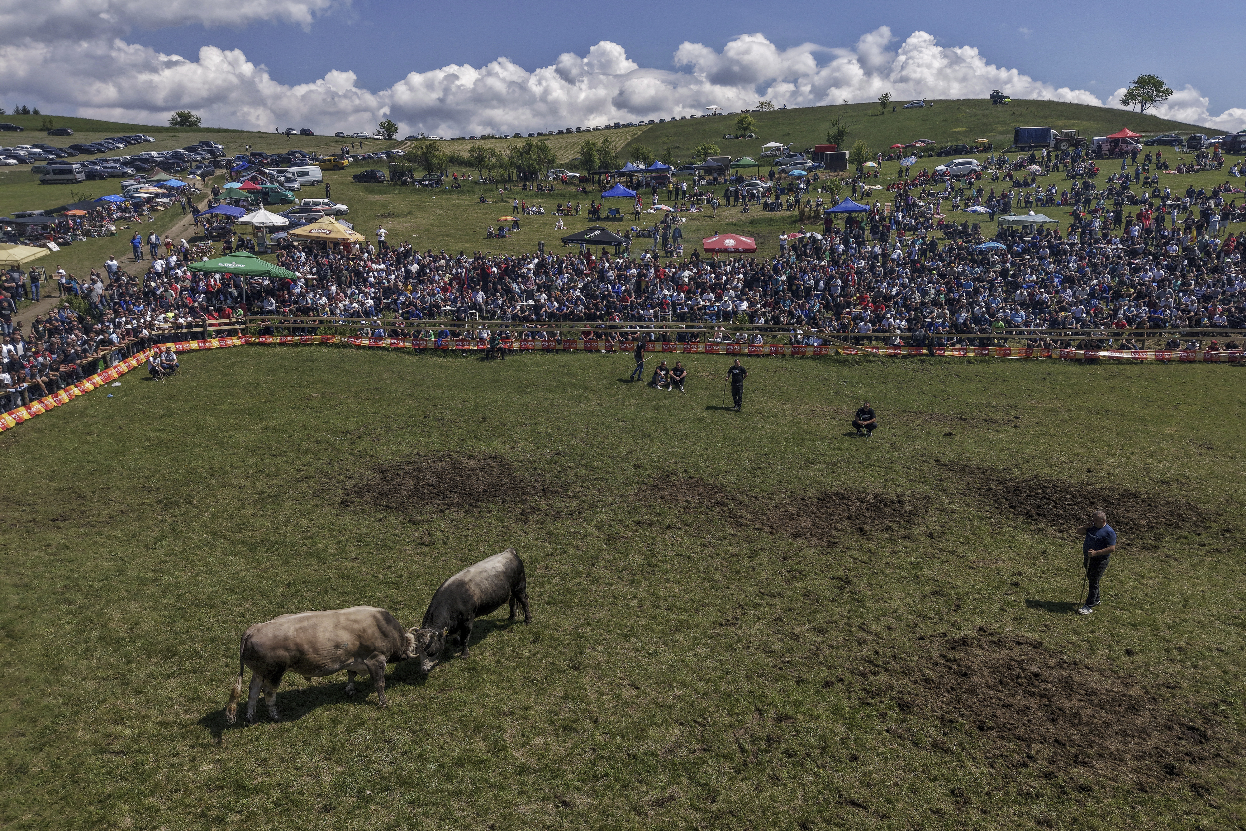 An aerial view of bulls fighting during the bullfight competitions in Bijelo Polje, Bosnia, Sunday, May 11, 2025. (AP Photo/Armin Durgut)