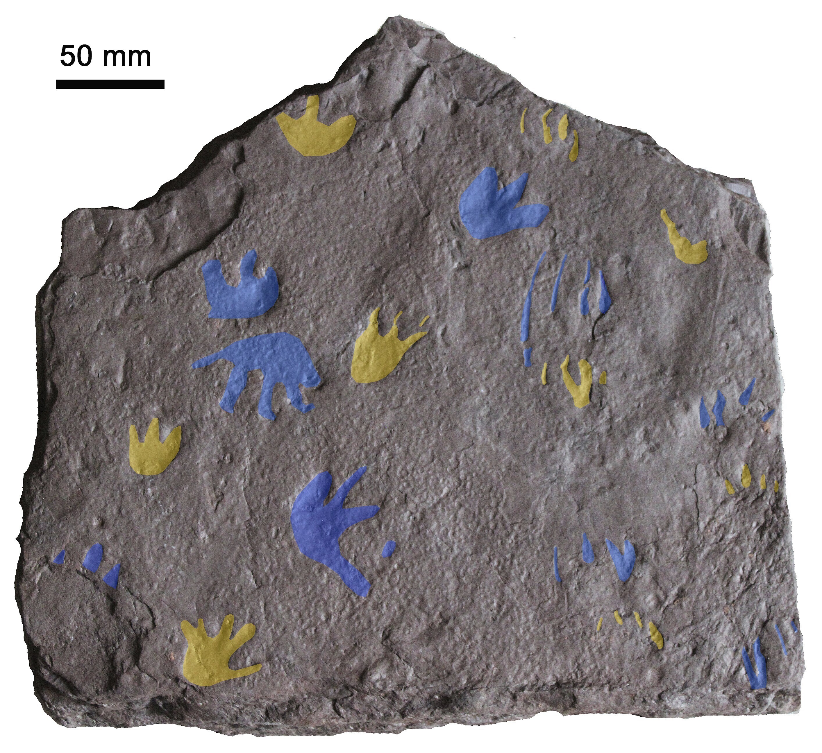 This image provided by Prof. Per Erik Ahlberg shows a slab of sandstone found near Melbourne, Australia preserving fossil footprints from a reptile-like animal that lived around 350 million years ago. The footprints are highlighted in yellow (front feet) and blue (back feet) and show the movements of three similar animals, researchers say. (Grzegorz Niedzwiedzki/Prof. Per Erik Ahlberg via AP)
