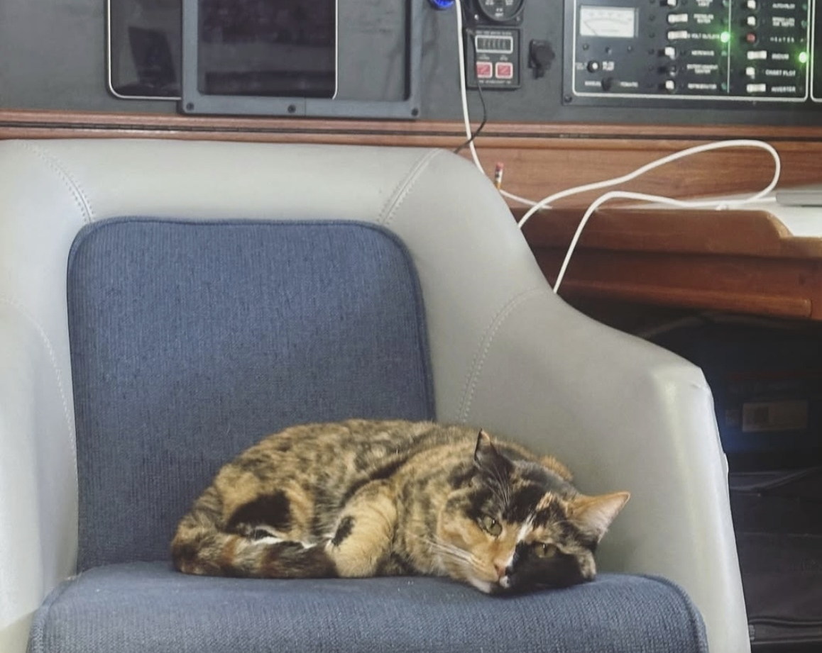 In this photo provided by Oliver Widger via his Instagram account on Thursday, May 15, 2025, his cat, Phoenix, sits inside their sailboat somewhere in the Pacific Ocean as both make their way from Oregon to Hawaii. (Oliver Widger via AP)