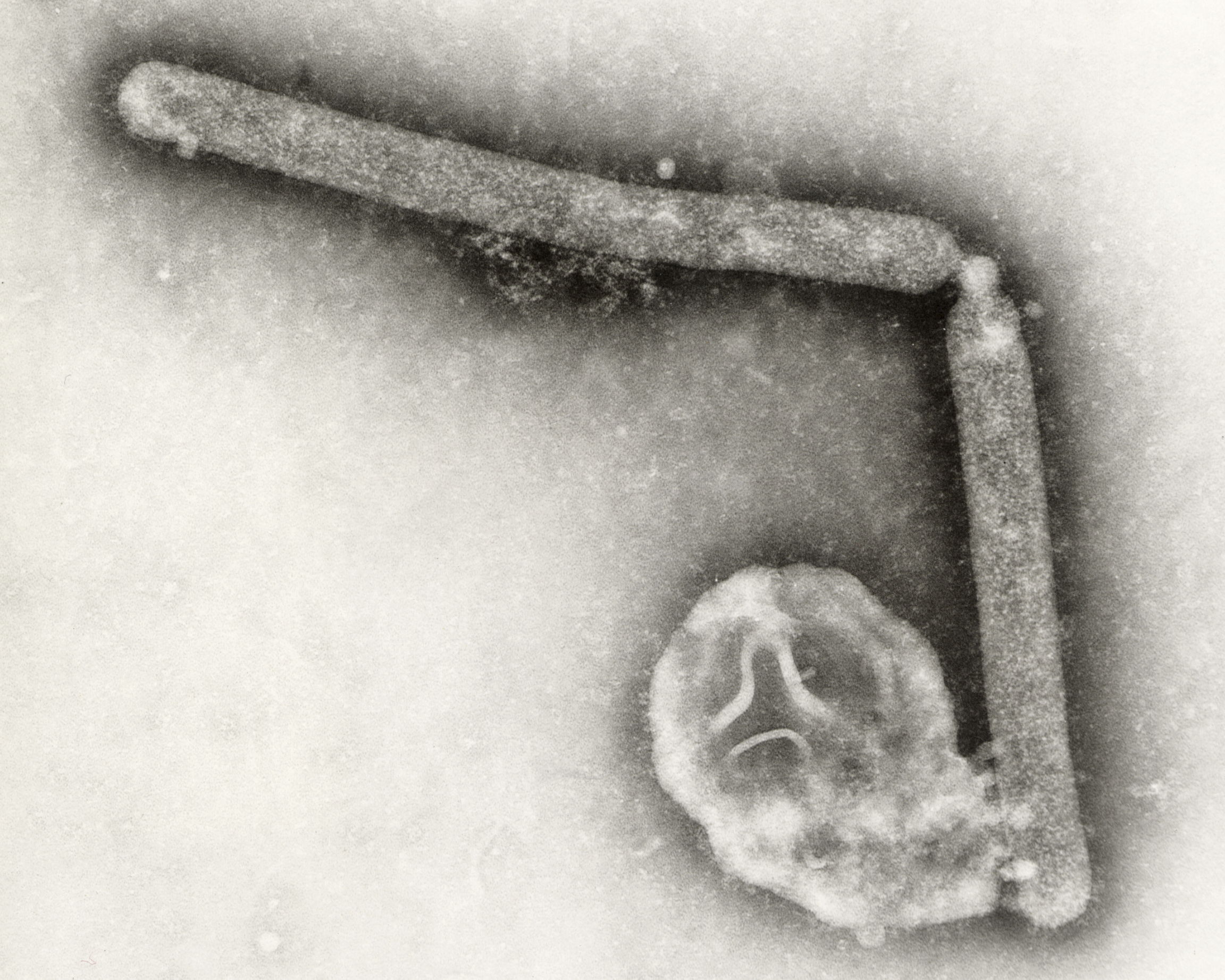 This undated electron microscopic image provided by the Centers for Disease Control and Prevention shows two Influenza A (H5N1) virions, a type of bird flu virus. (Cynthia Goldsmith, Jackie Katz/CDC via AP)