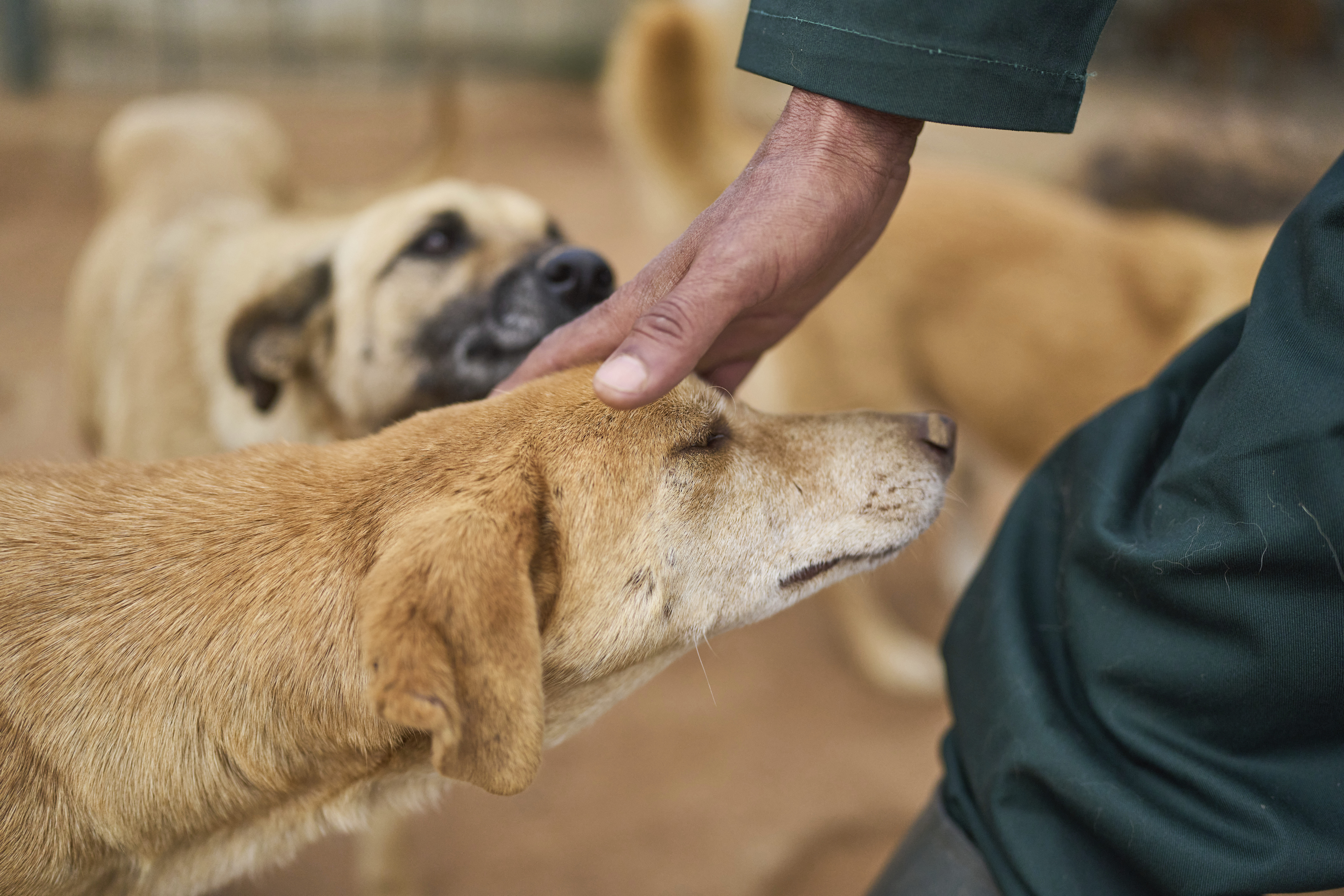 A worker pets a dog at a center for neutering and vaccinating strays dogs on the outskirts of Rabat, Morocco, Thursday, May 15, 2025. (AP Photo/Mosa'ab Elshamy)