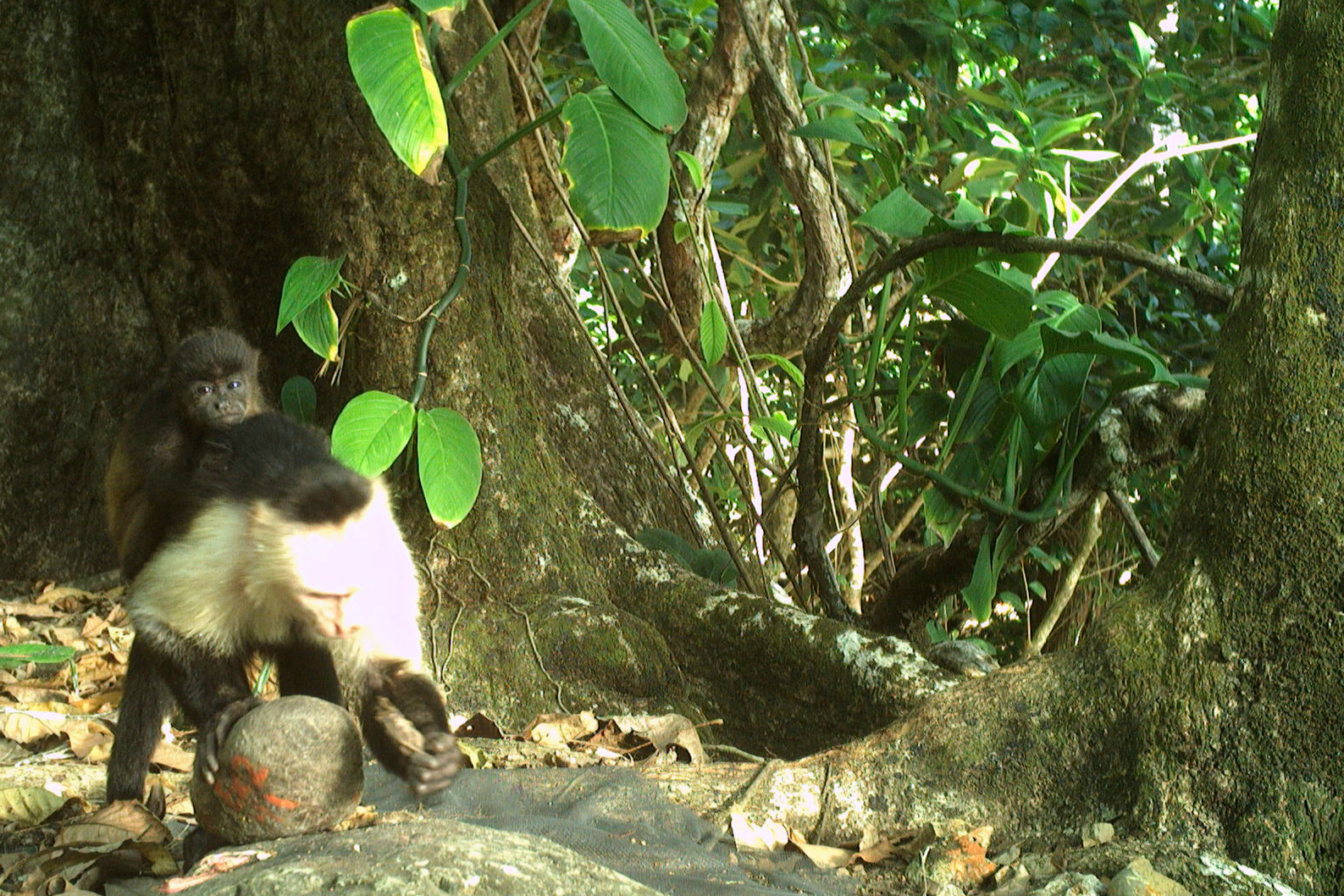 This photo provided by researchers shows a baby howler monkey clinging onto a young adult male capuchin monkey on Jicarón Island, Panama in February 2023. (Brendan Barrett/Max Planck Institute of Animal Behavior via AP)