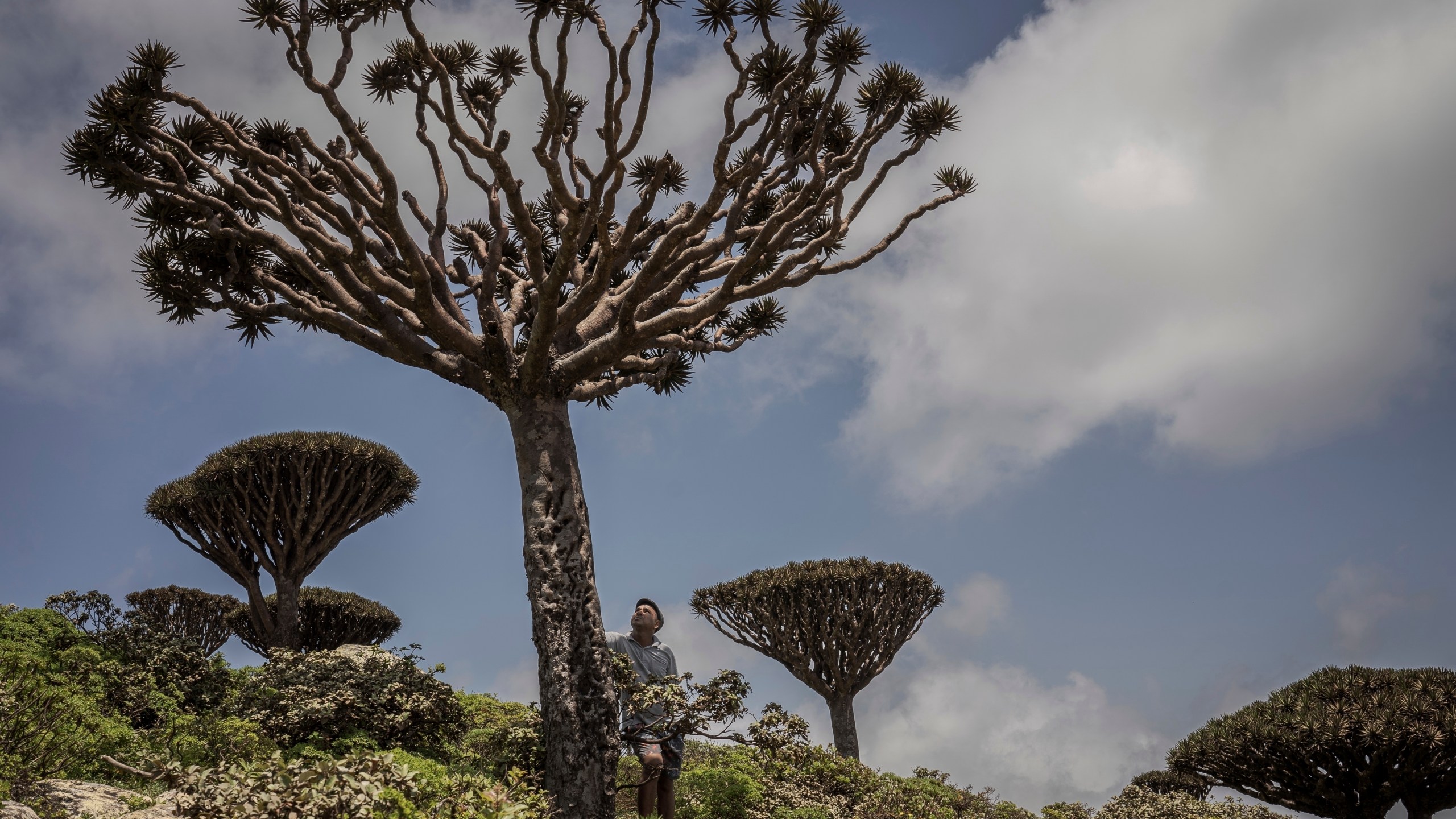 Ecotourism guide Sami Mubarak poses for a portrait beneath an ailing dragon's blood tree on the Yemeni island of Socotra, Sept. 19, 2024. (AP Photo/Annika Hammerschlag)