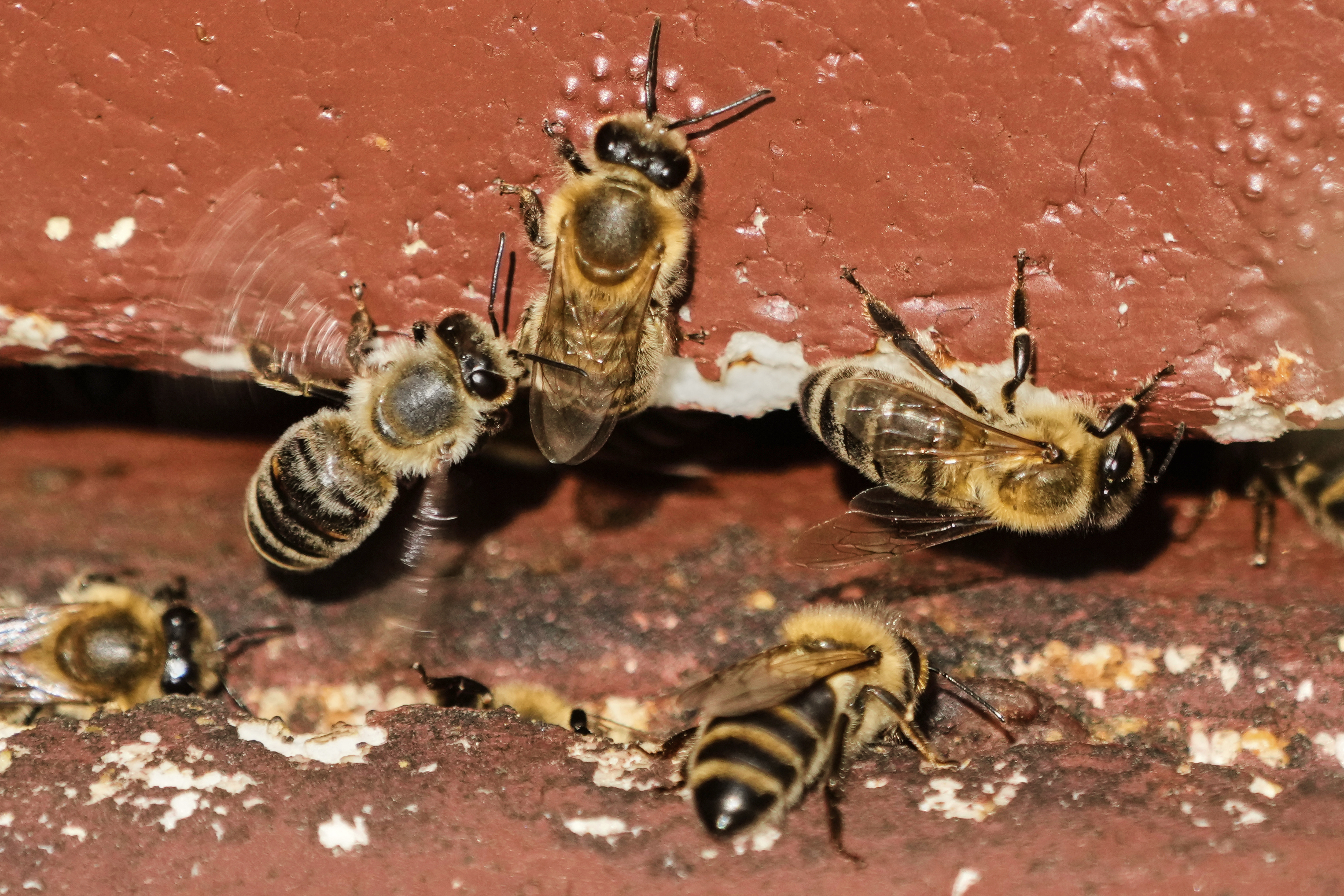 Honey bees are pictured in a beehive in Wehrheim near Frankfurt, Germany, during the 'world bee day' on Tuesday, May 20, 2025. (AP Photo/Michael Probst)