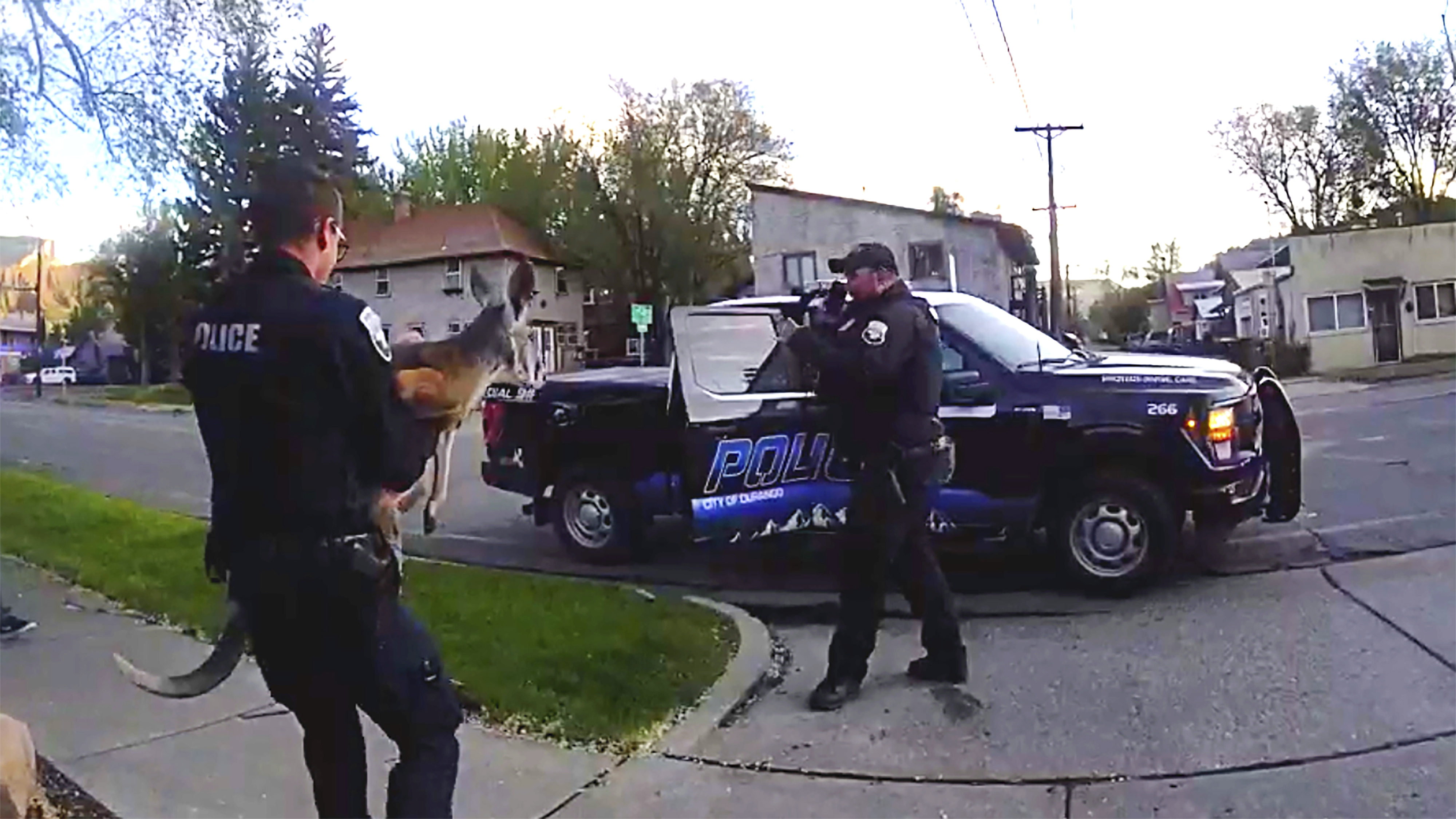 This still image from video provided by the Durango Police Department shows Irwin the pet kangaroo is seen on the loose Monday, March 19, 2025, in Durango, Colo. (Durango Police Department via AP)