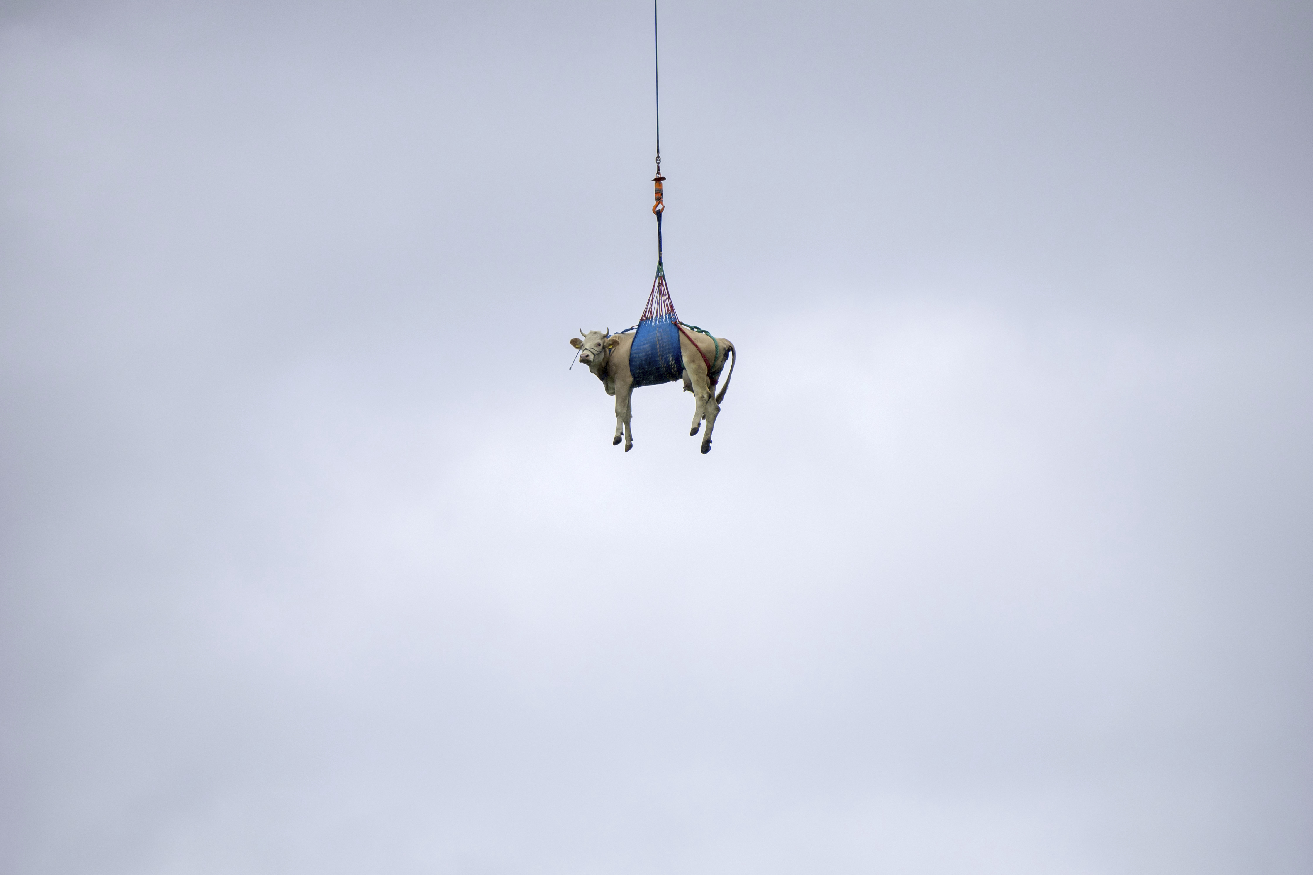 FILE - A cow is flown by helicopter from the landslide area near the Bietschhorn in the Loetschental, to a farm in Ferden, Switzerland, Tuesday, May 20 2025. (Peter Klaunzer/Keystone via AP, file)