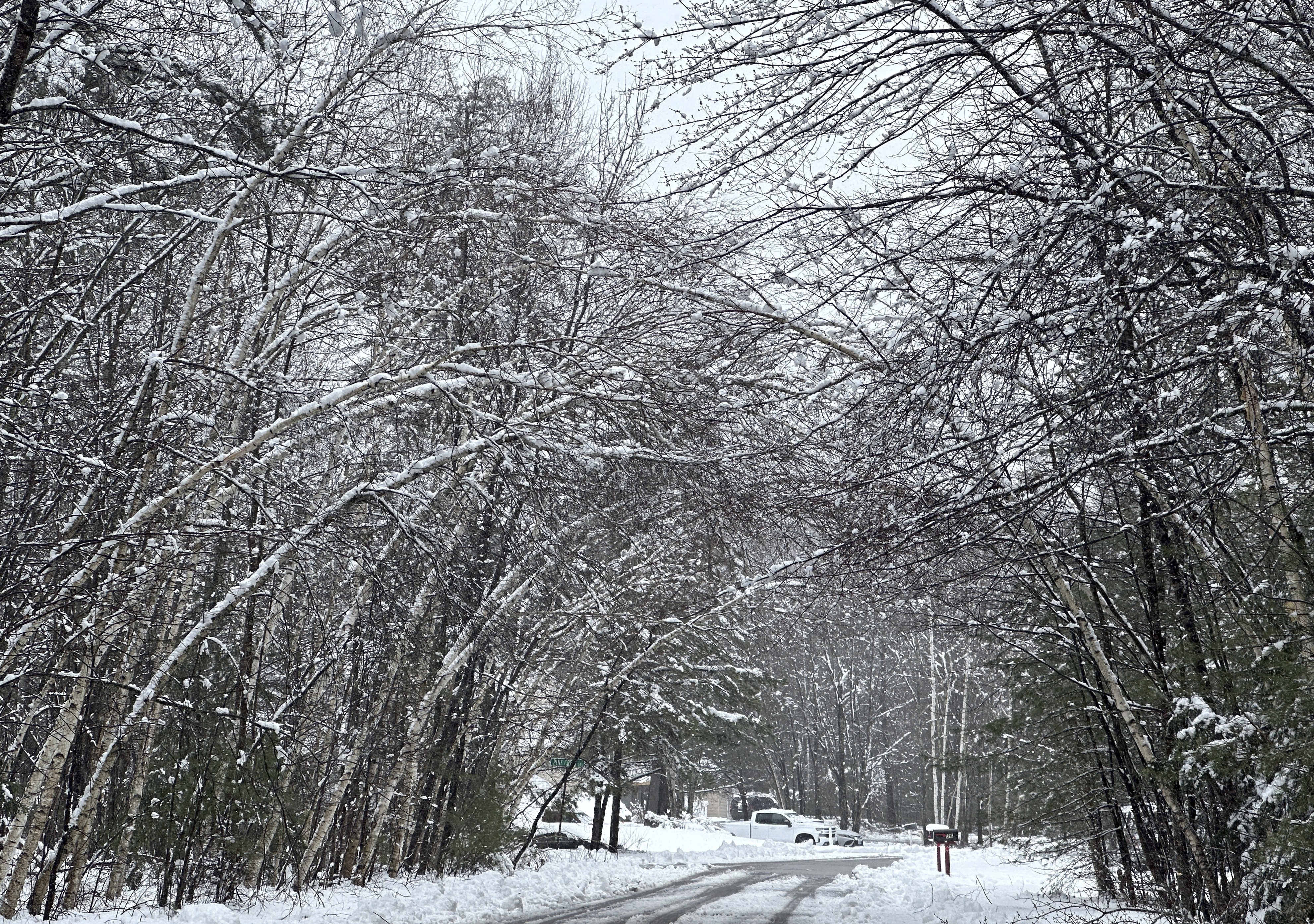 FILE - Snow weighs down trees in Concord, N.H., April 4, 2024. (AP Photo/Kathy McCormack, file)